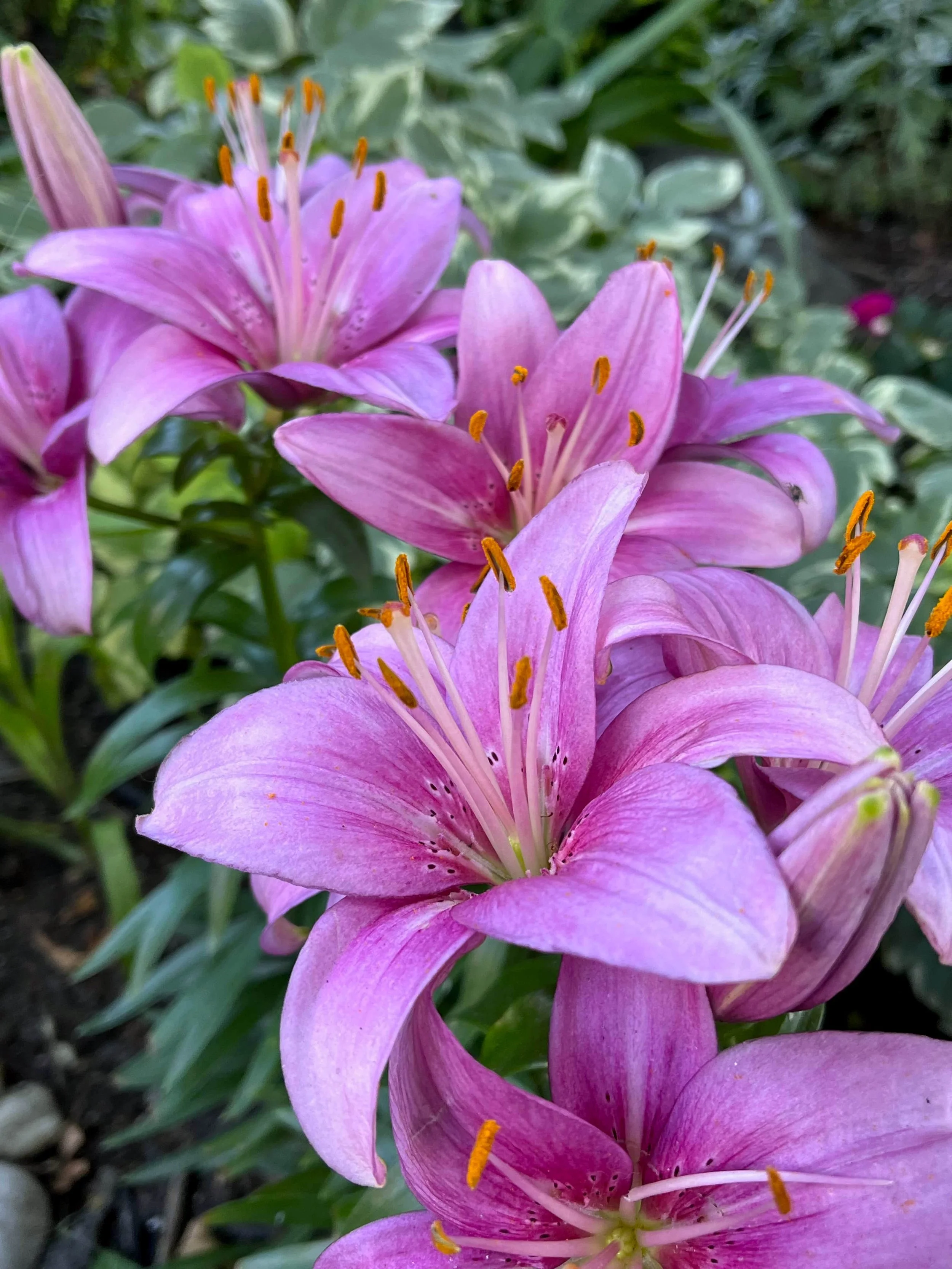 Pink Lilies