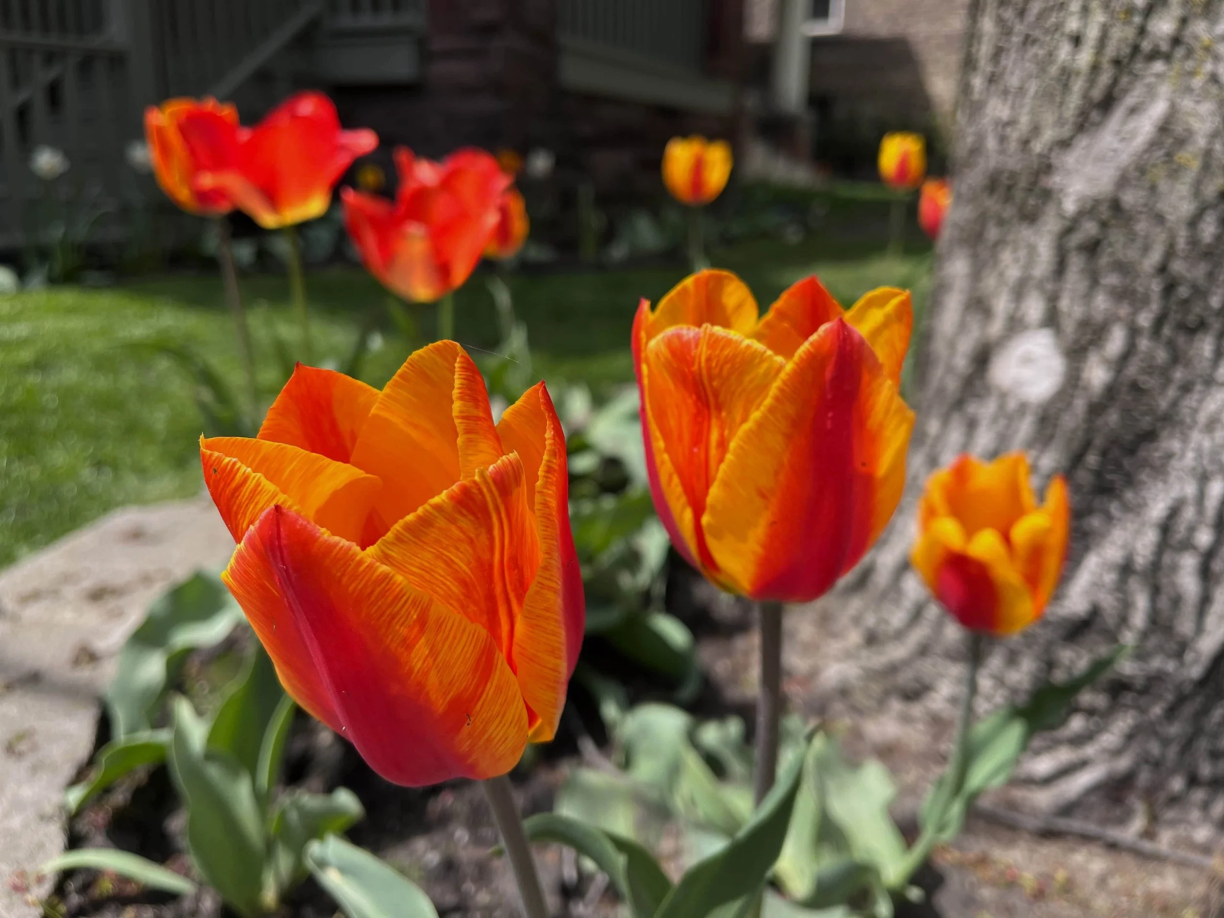 Red and Orange Striped Tulips