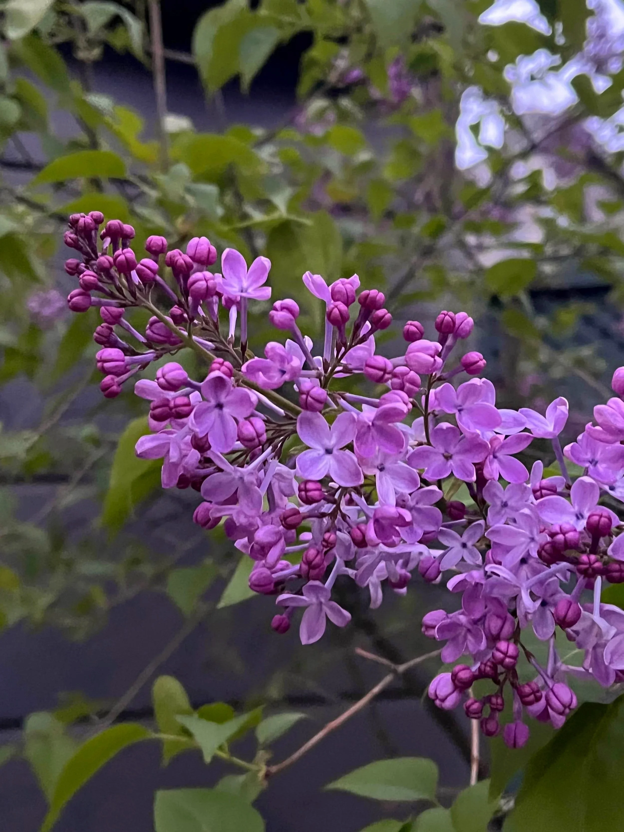 Lilac