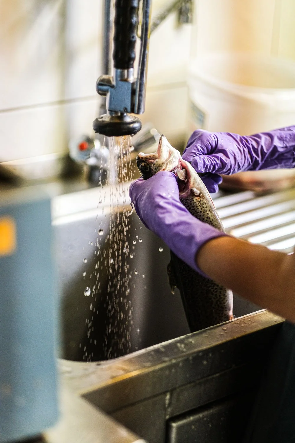 forelle-hofladen-wasser