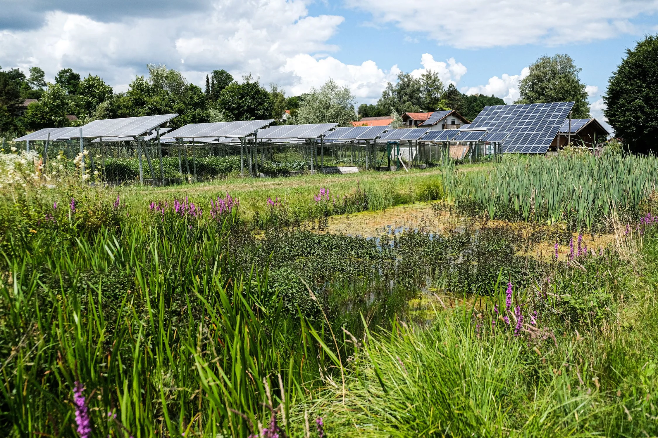 teichwirtschaft-gelaende-weiher