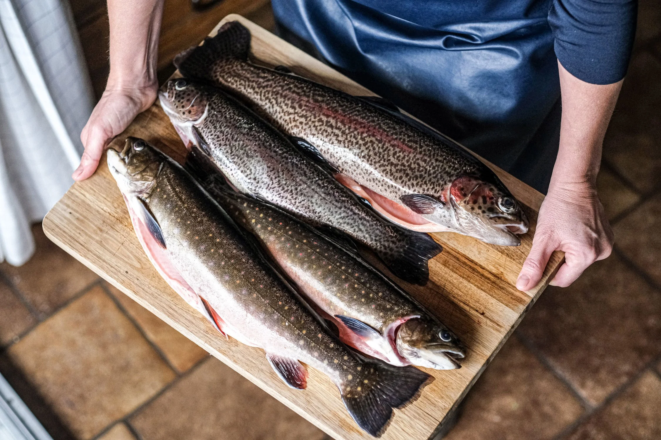 lachsfarbene-forelle-saibling