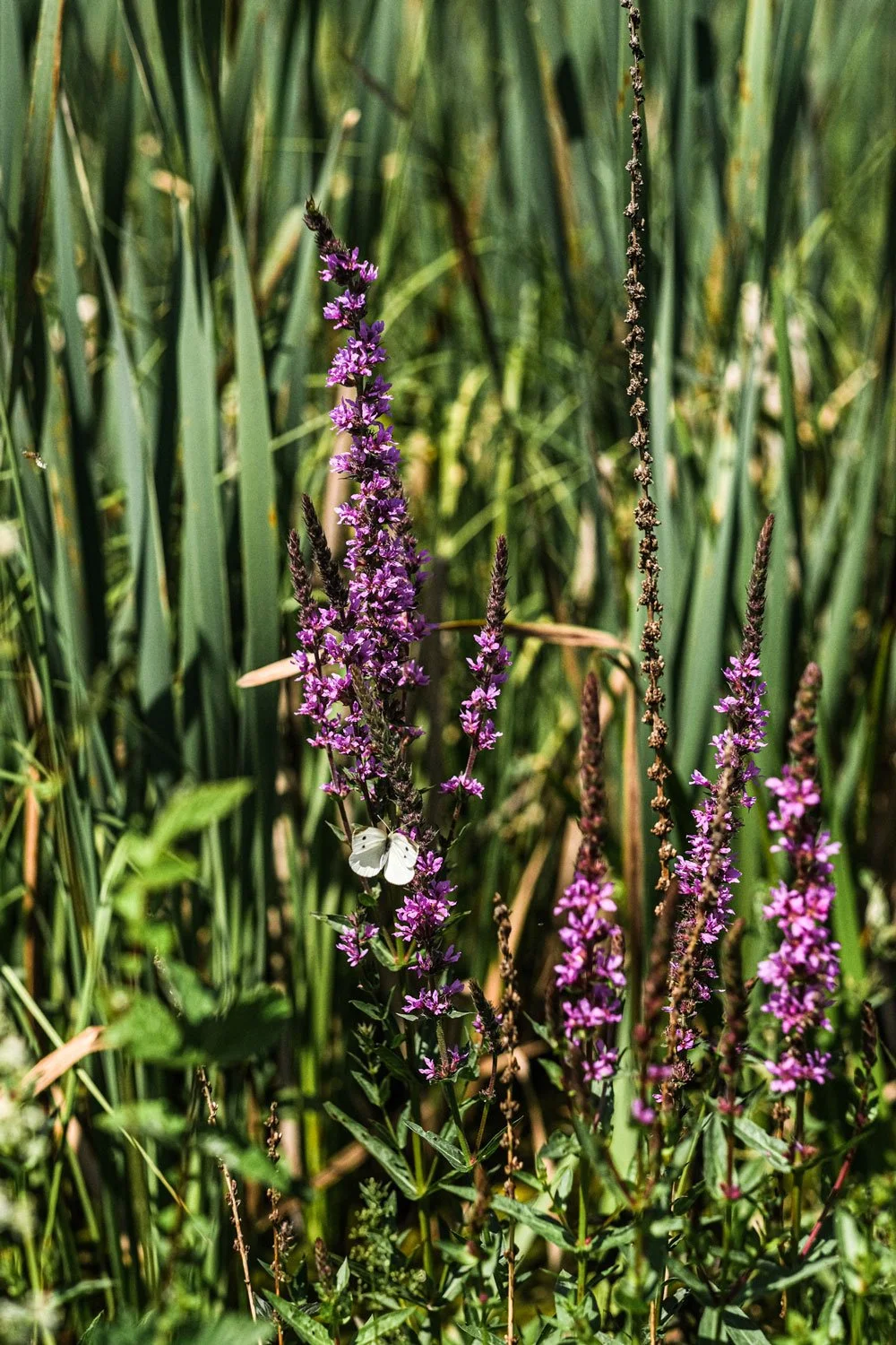 pflanze-schmetterling