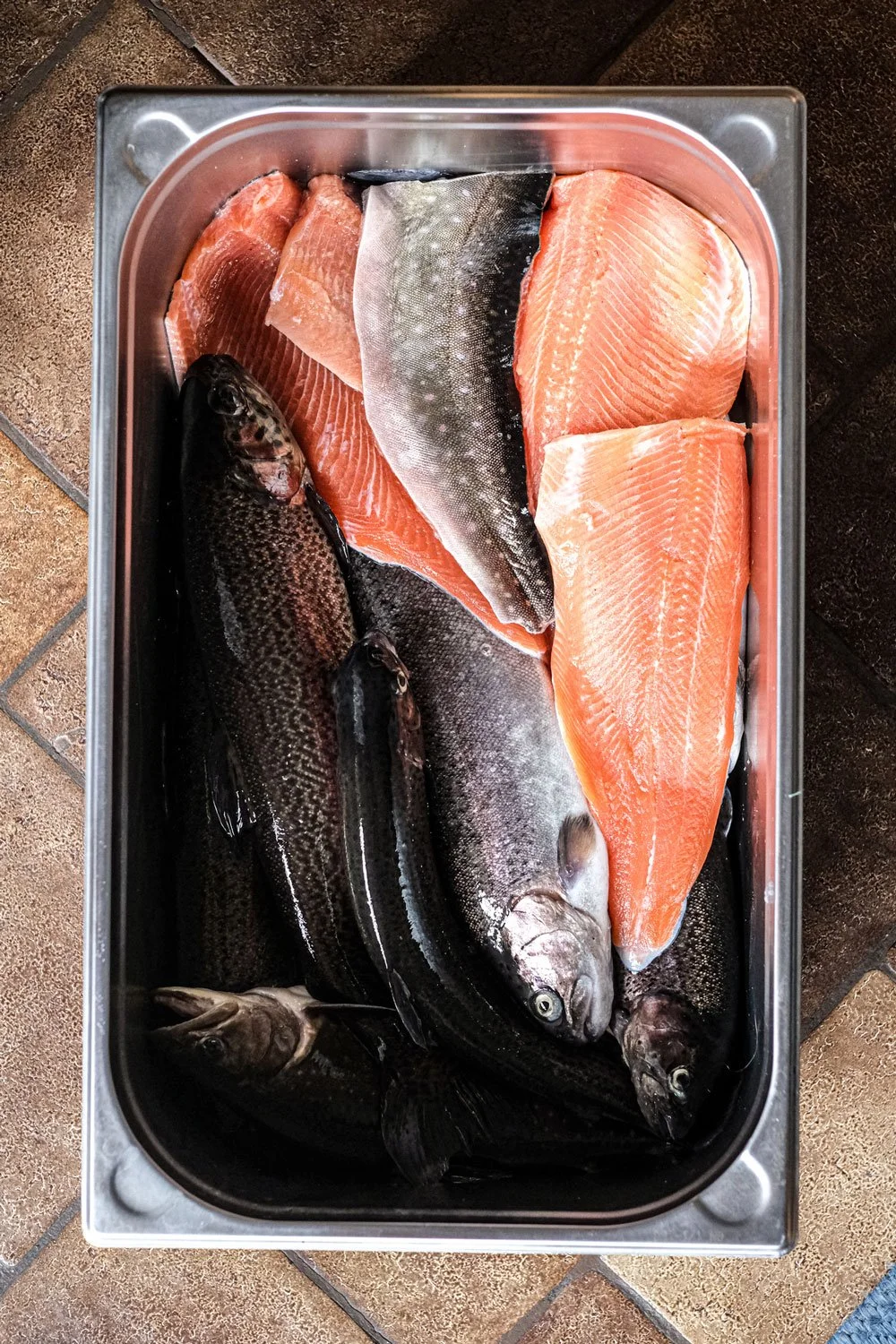 forellen-saibling-filet