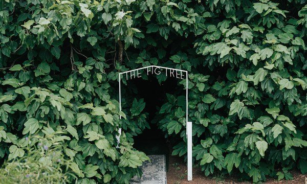 The Enchanted Fig Tree