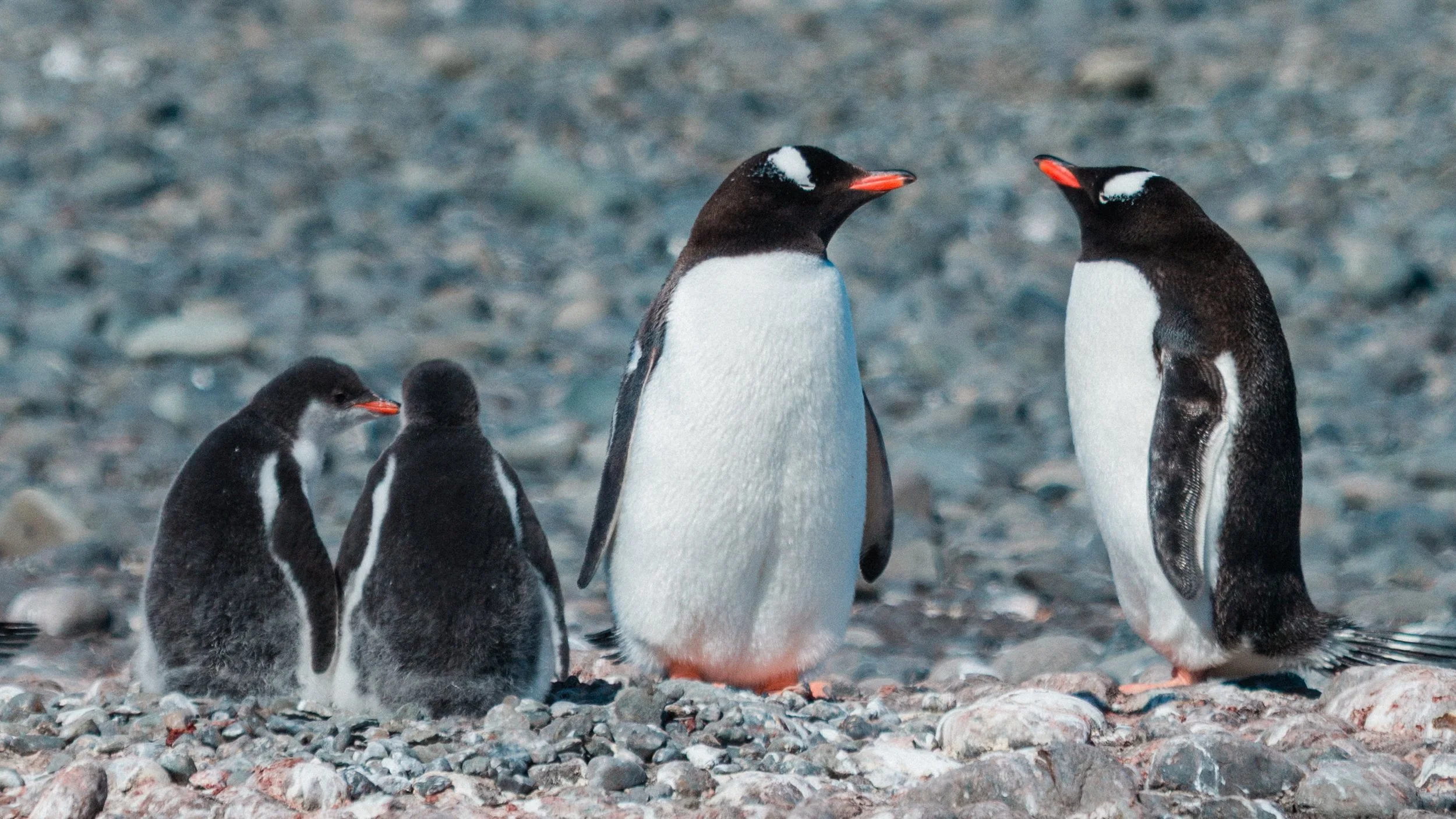 Antarctica Wildlife Encounters | What You’ll Really See on an    Expedition Cruise