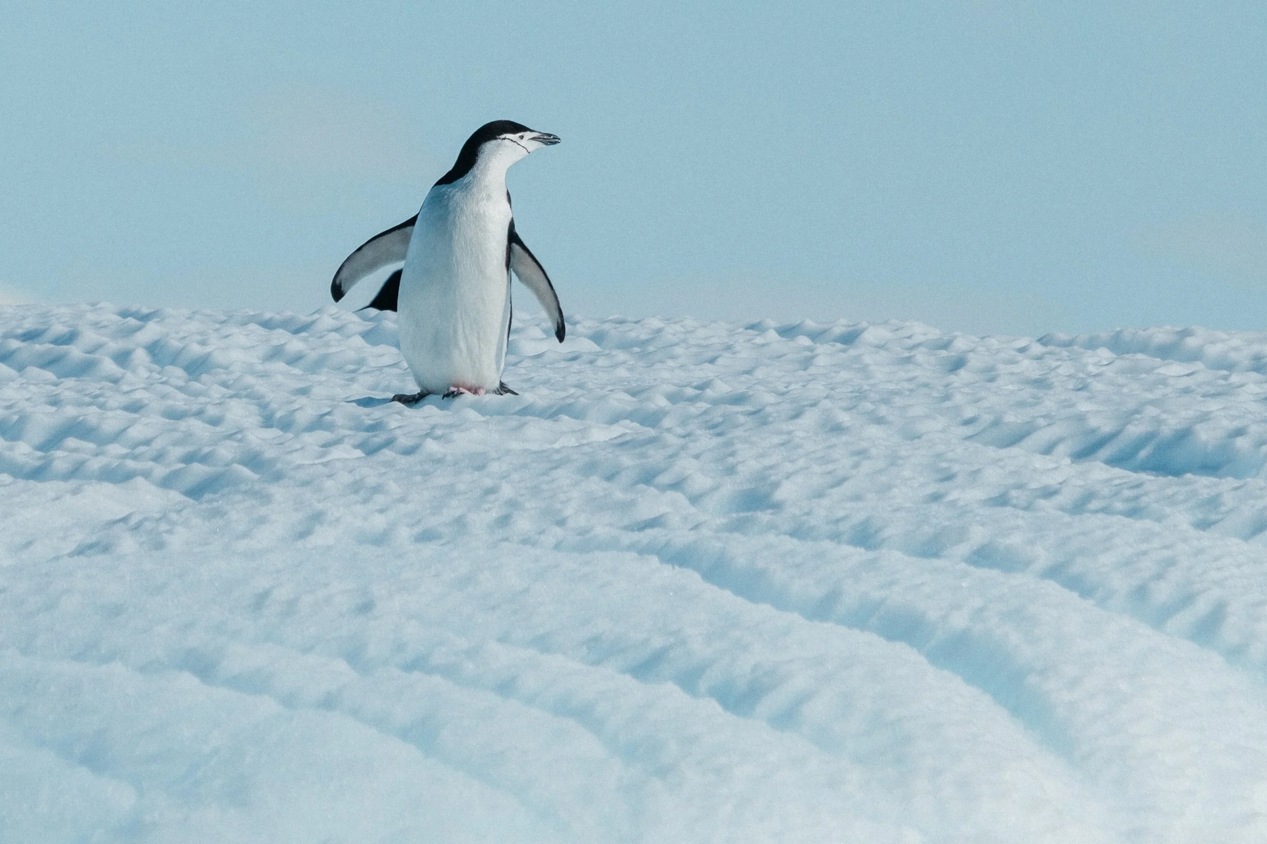 A Chinstrap penguin standing on snow in Antarctica with a pale blue sky in the background.