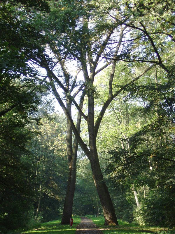 Bosbad Vliegenbos