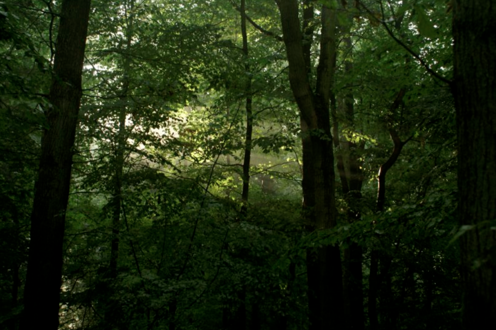 Bosbad Amsterdamse Bos