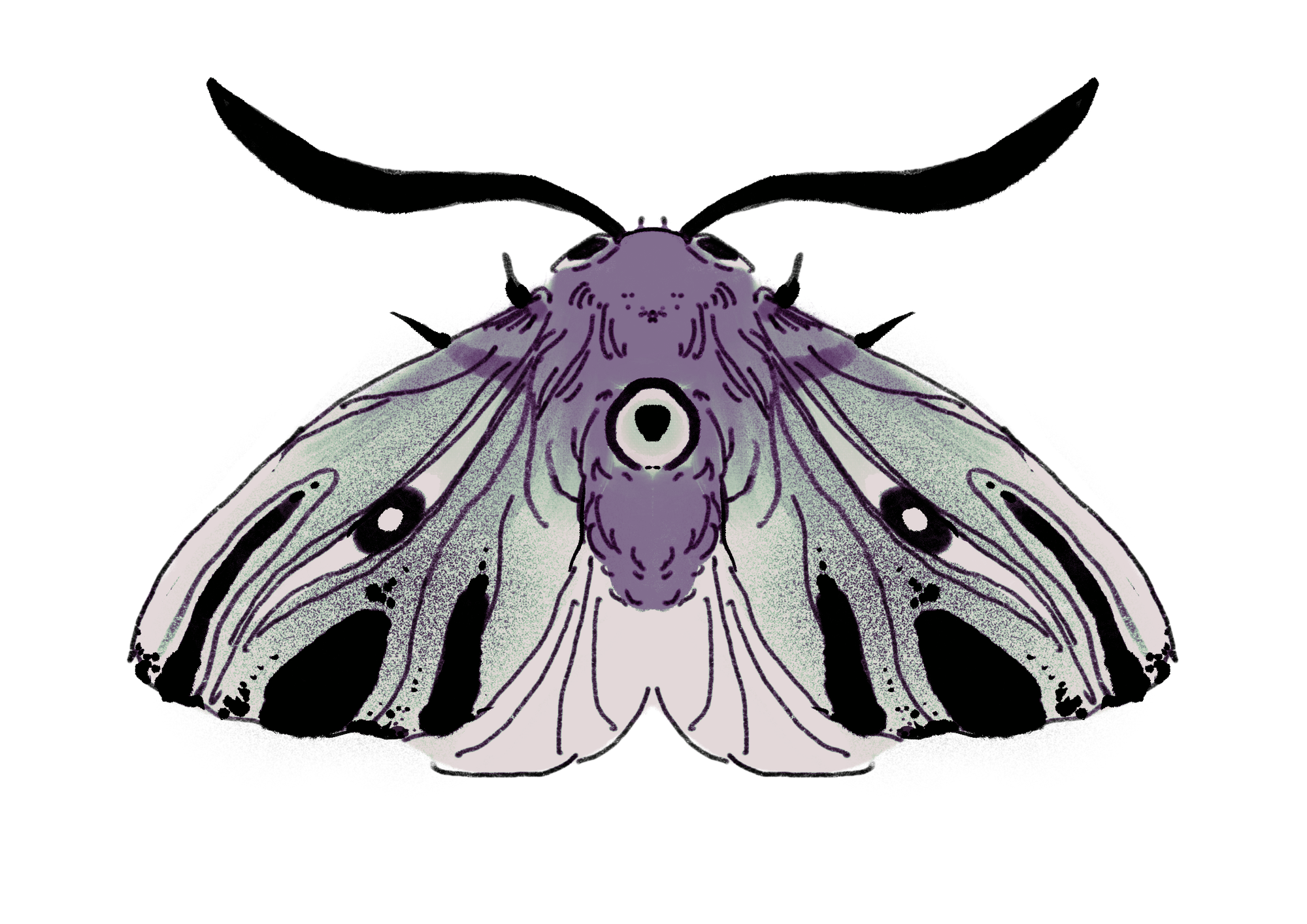 A detailed illustration of a butterfly with purple and light green wings against a black background.