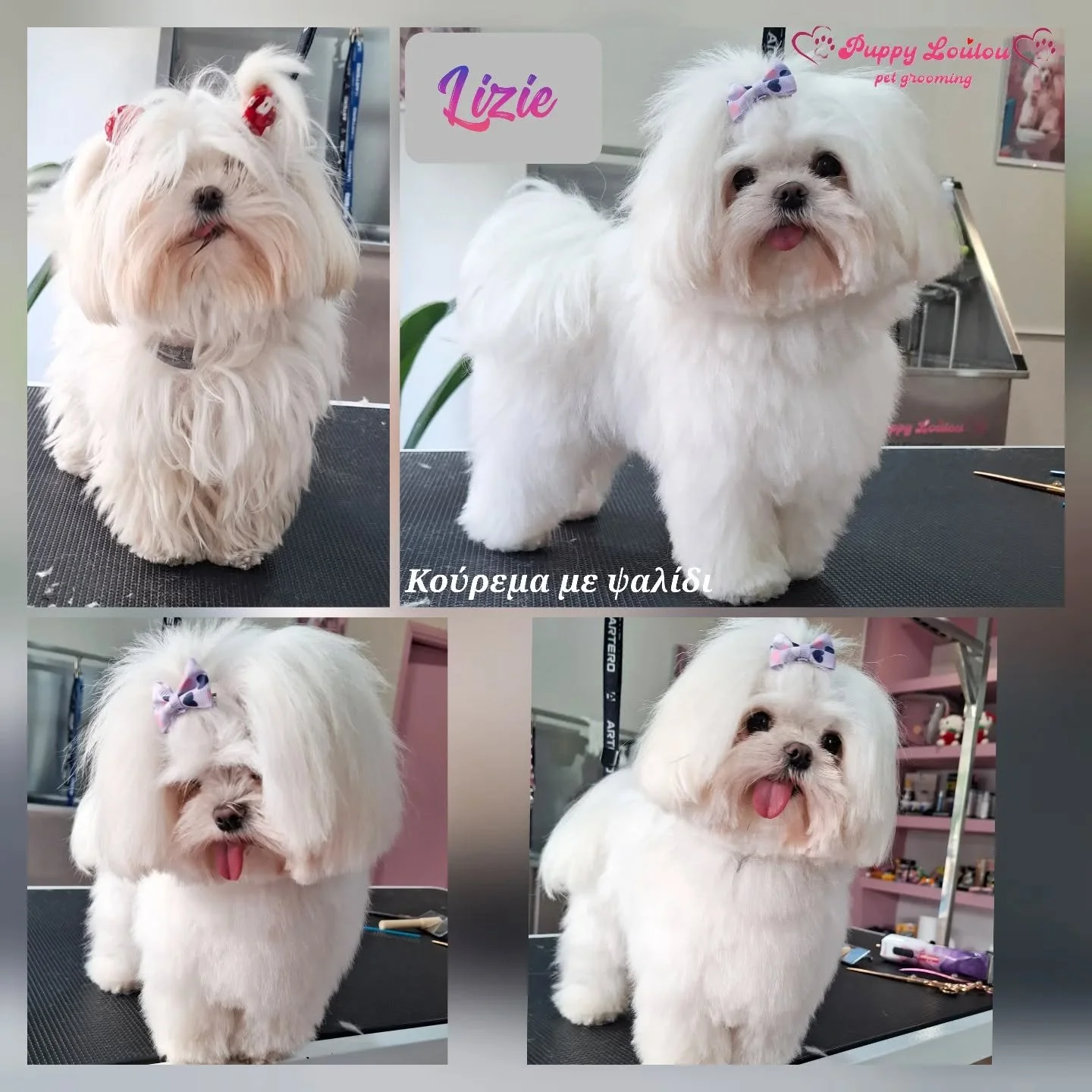 Four photos of a small white dog before and after grooming, with bows in its fur. The top right has text 'Puppy LouLou pet grooming' and a logo. The top left photo has a red bow and a gray collar. The other three photos show the dog with a purple and white bow, and its coat trimmed shorter, looking happy with its tongue out.