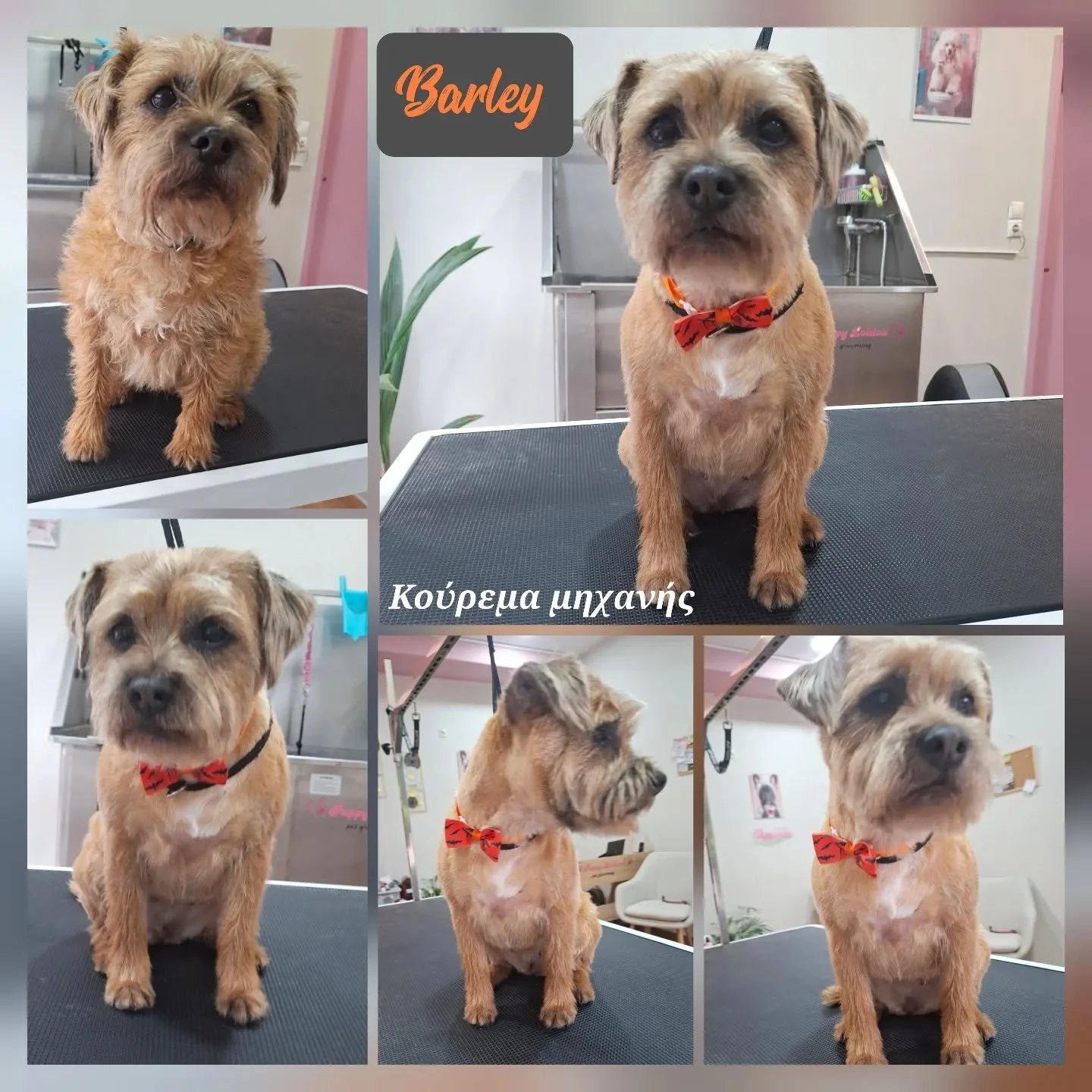Collage of five photos of a small tan, fuzzy-haired dog on a grooming table, wearing a red bow tie, at a pet grooming salon. One photo shows the dog facing forward, and others show side and front angles, with grooming equipment and salon background.
