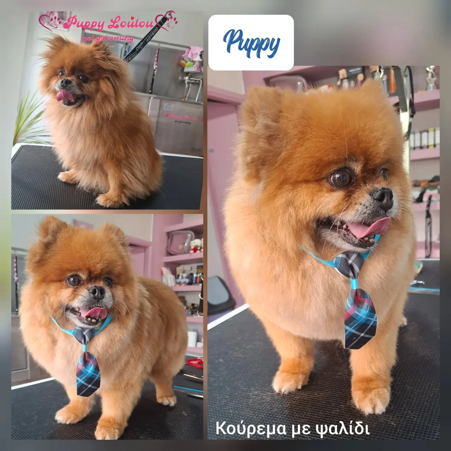 Collage of three photos of a small, fluffy, brown dog with a bow tie at a grooming salon. The dog has a playful expression with tongue sticking out. One photo shows the dog sitting on a grooming table, another is a close-up of its face, and the third shows it standing. There is Greek text at the bottom of the collage.