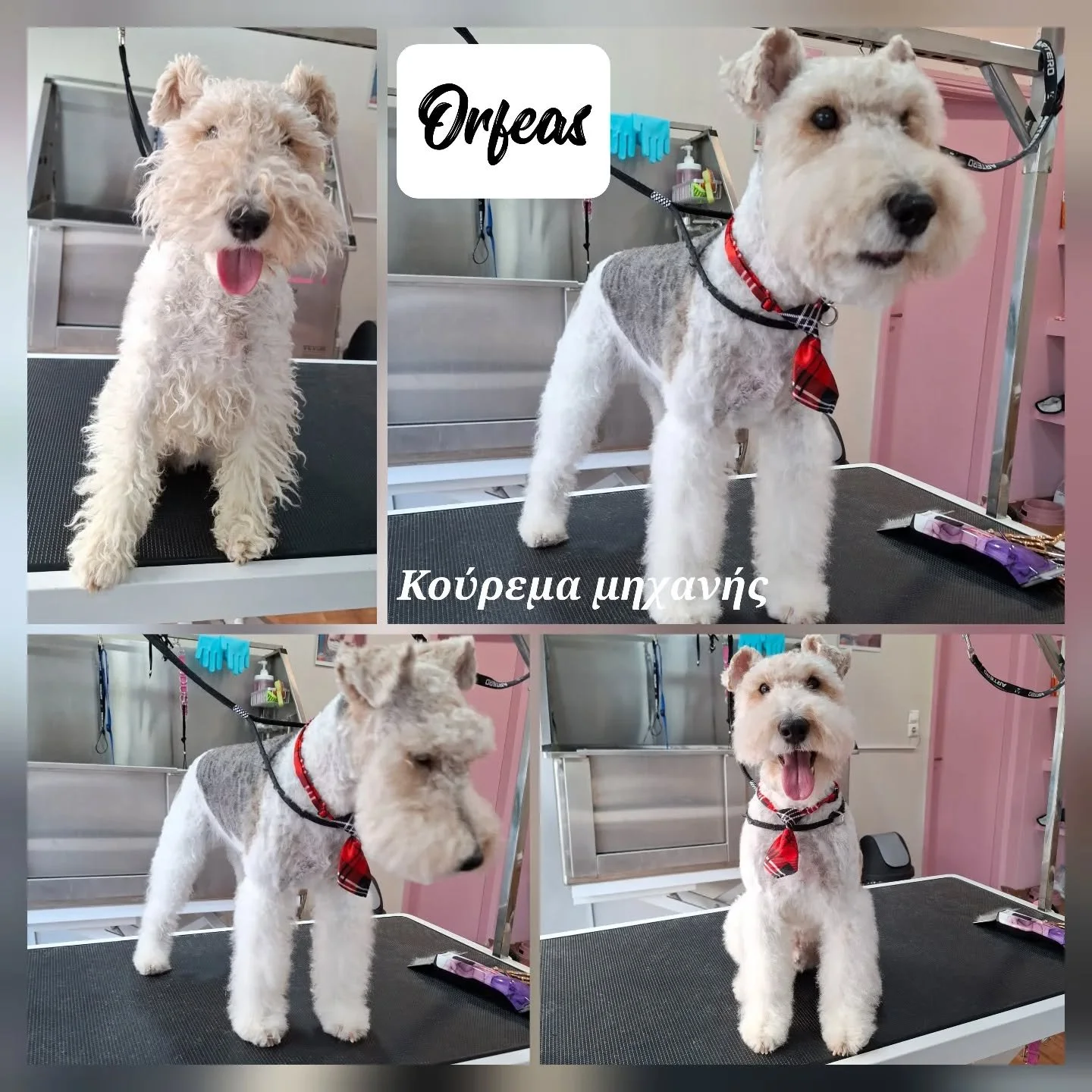 Collage of four photos of a dog at a grooming salon. The dog is a small, fluffy, white dog with a bandana. Some photos show the dog before grooming with curly fur, and others after grooming with a trimmed, tidy appearance. The background includes grooming tools and a grooming table.