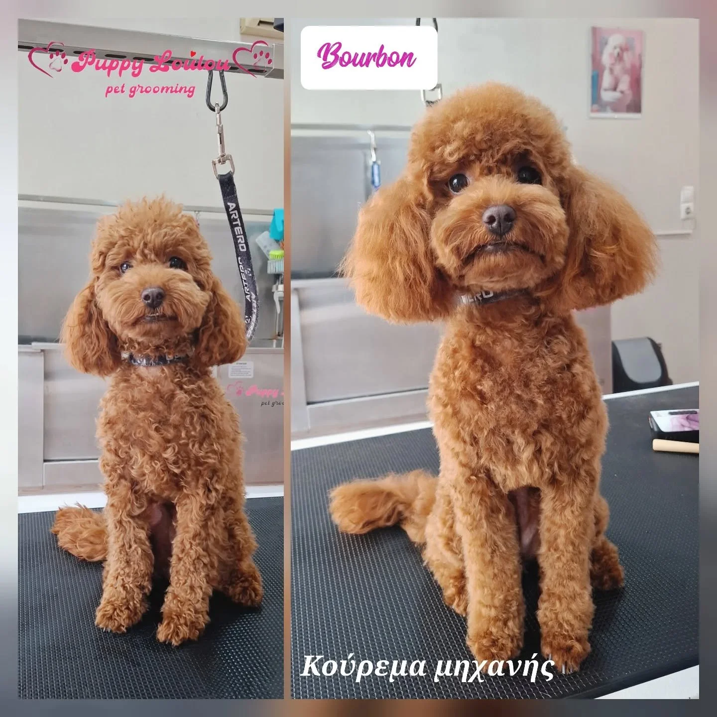 Two images of a small, curly-haired brown poodle named Bourbon at a pet grooming salon. The dog has a fluffy coat and is sitting on a grooming table, with grooming equipment in the background. The right-side image has a caption in Greek.