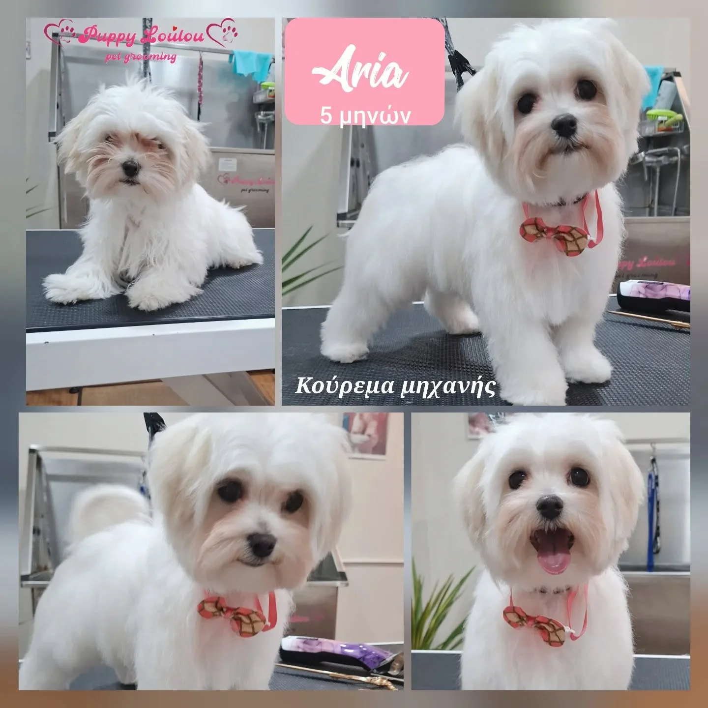 Collage of four photos of a small white dog named Aria at 5 months old after grooming. The dog has a fluffy coat, dark eyes, and a bowtie. Images are taken at a pet grooming salon.