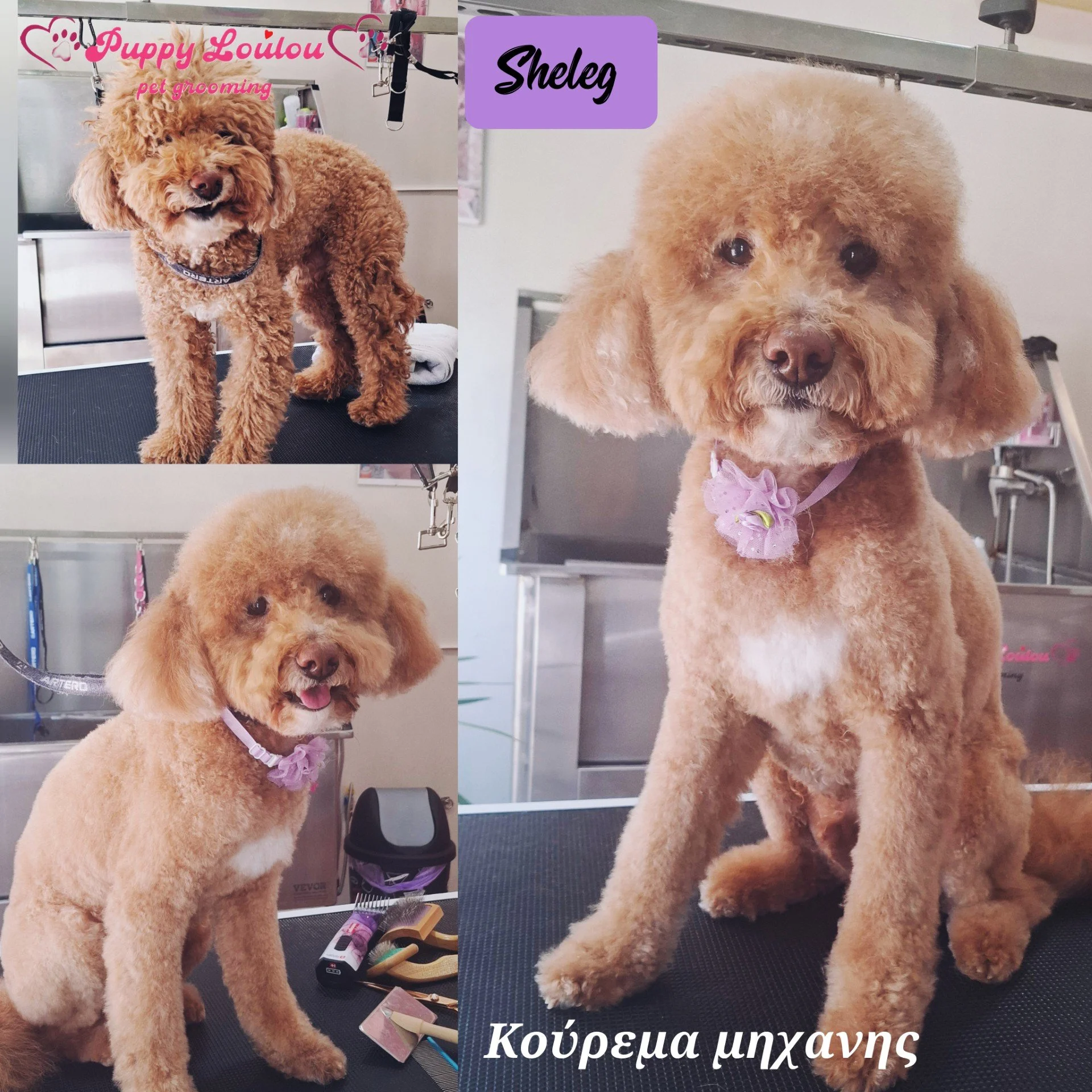 A fluffy apricot poodle at a grooming salon, standing on a grooming table with grooming tools nearby. The dog has a rounded head and is wearing a pink bow around its neck. The background shows grooming equipment and a cleaning area. The image features text indicating it is from Puppy LouLou pet grooming and has a label for "Shelug" and highlights "Κούρεμα μηχανής".