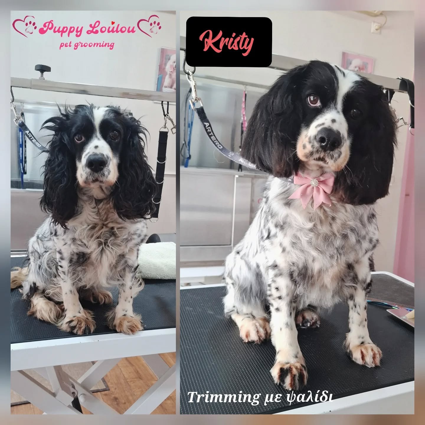 Two photos of a black and white English Springer Spaniel dog. The left photo shows the dog sitting on a grooming table with a sign above reading 'Puppy LouLou pet grooming.' The right photo shows the same dog after grooming, wearing a pink bow with a gemstone, sitting on a grooming table with the text 'Trimming and shaping' at the bottom.