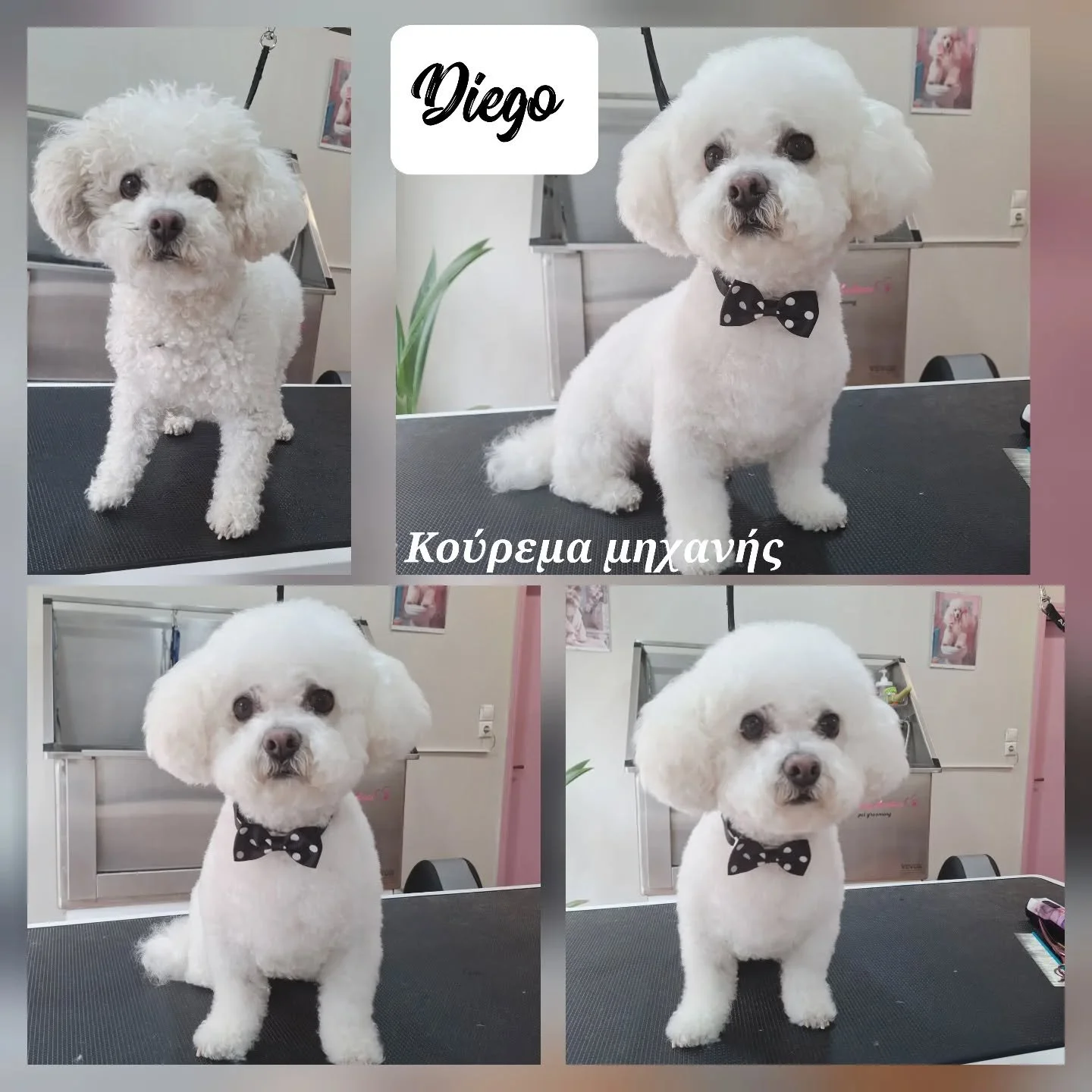 Collage of four photos featuring a small white poodle dog before and after grooming, with the dog's name 'Diego' and Greek text indicating grooming.