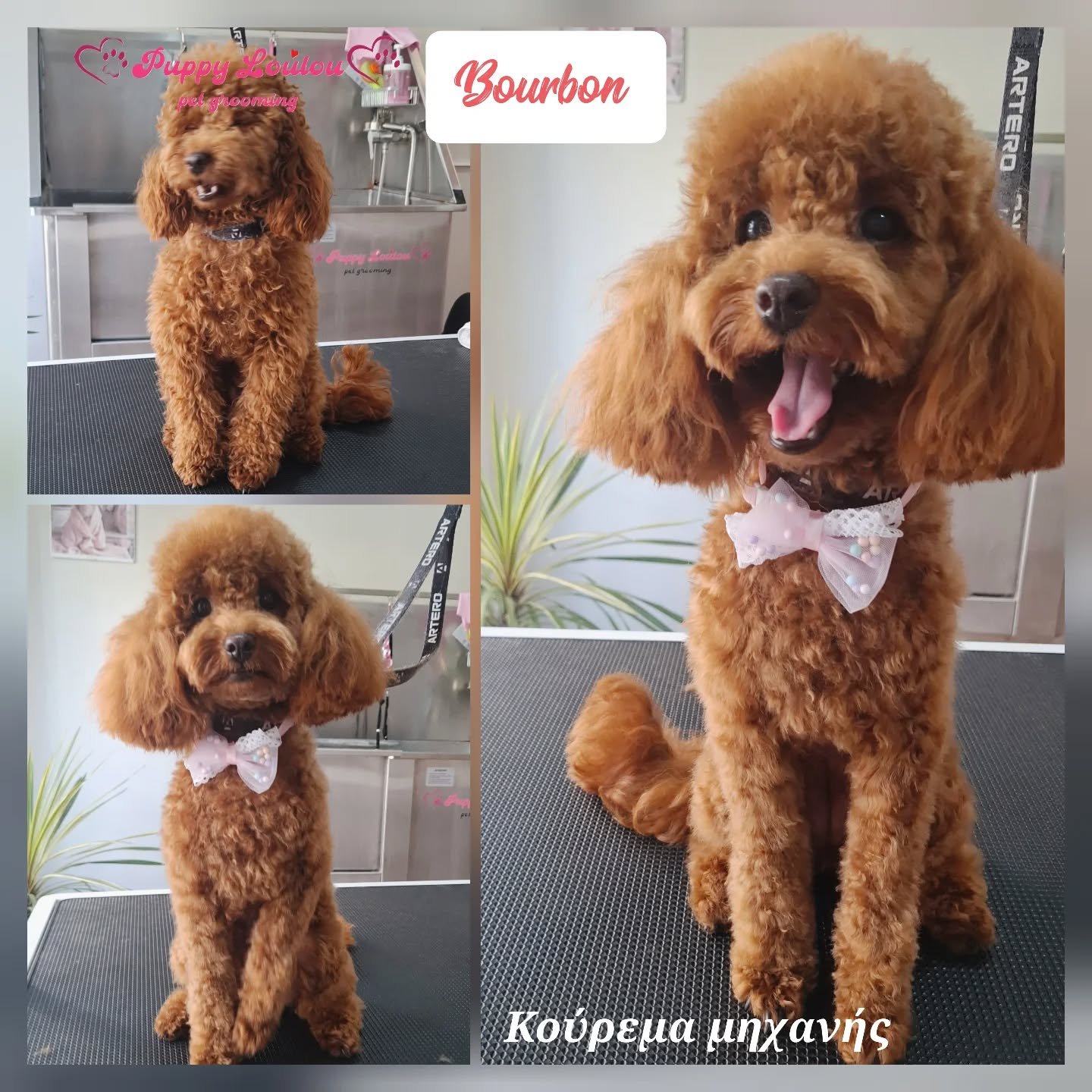 Photos of a brown, curly-haired poodle named Bourbon at a grooming salon. The dog is wearing a pink bow with white polka dots and is shown in various poses on a grooming table.