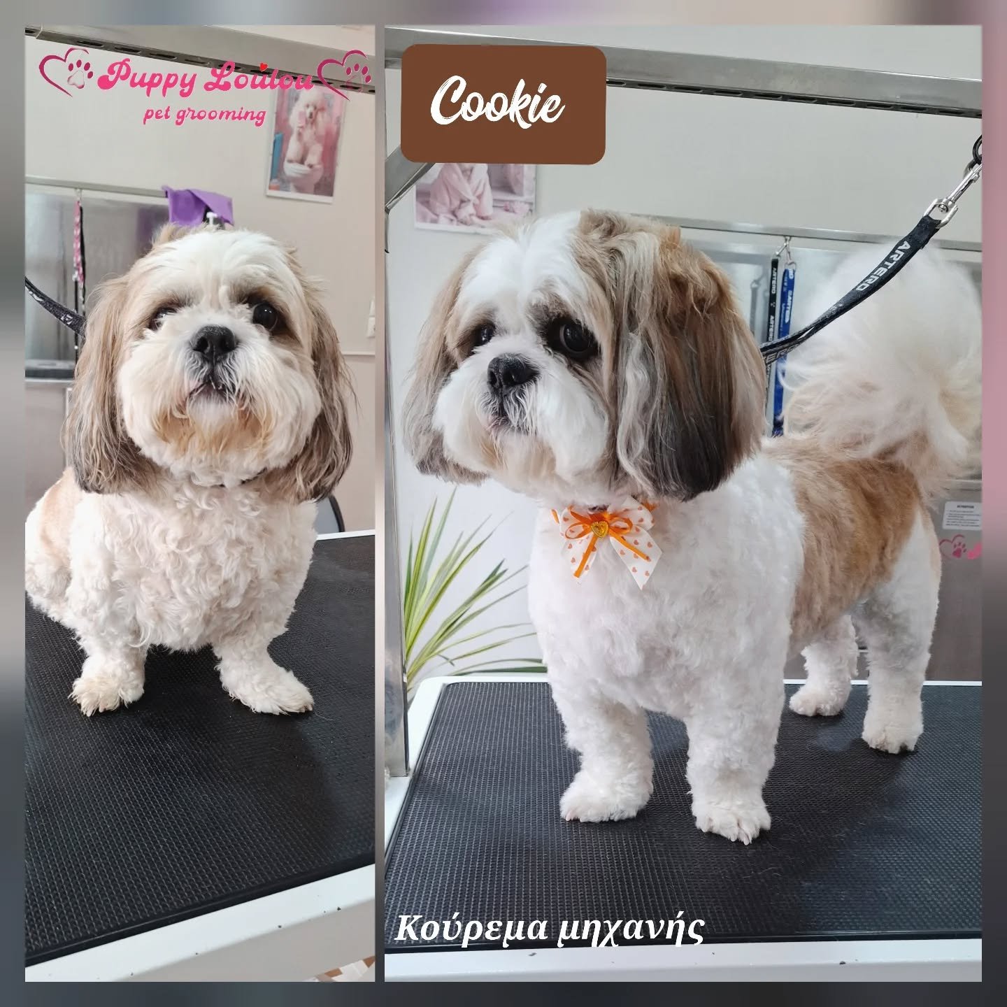 Two small fluffy dogs with long ears at a pet grooming salon, standing on grooming tables. One dog is white with light brown patches, and the other is mostly white with brown markings. The image features a caption in Greek that reads "Κούρεμα μηχανής" which means "machine haircut."