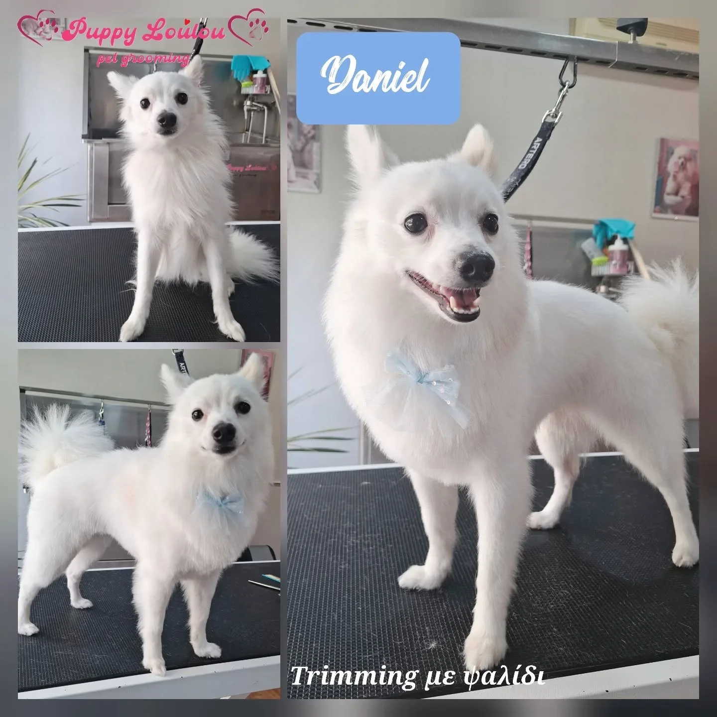 Collage of three photos of a white dog at a pet grooming salon. The dog is on a grooming table with grooming tools and supplies in the background. The dog has a bow on its collar and appears happy and well-groomed.