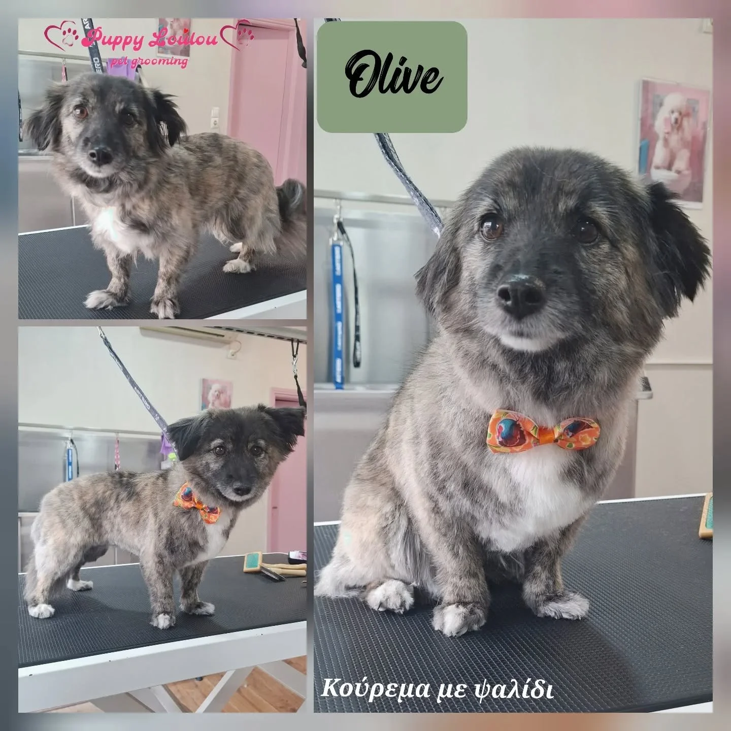 Collage of three photos of a small mixed-breed dog on a grooming table with a black textured surface. The dog has a grey and brown coat, white paws, and wears a colorful bow tie. The background includes grooming equipment and pink walls. The collage features the text 'Puppy LouLou pet grooming' in the top left corner, 'Olive' in a green label on the right, and Greek text at the bottom.