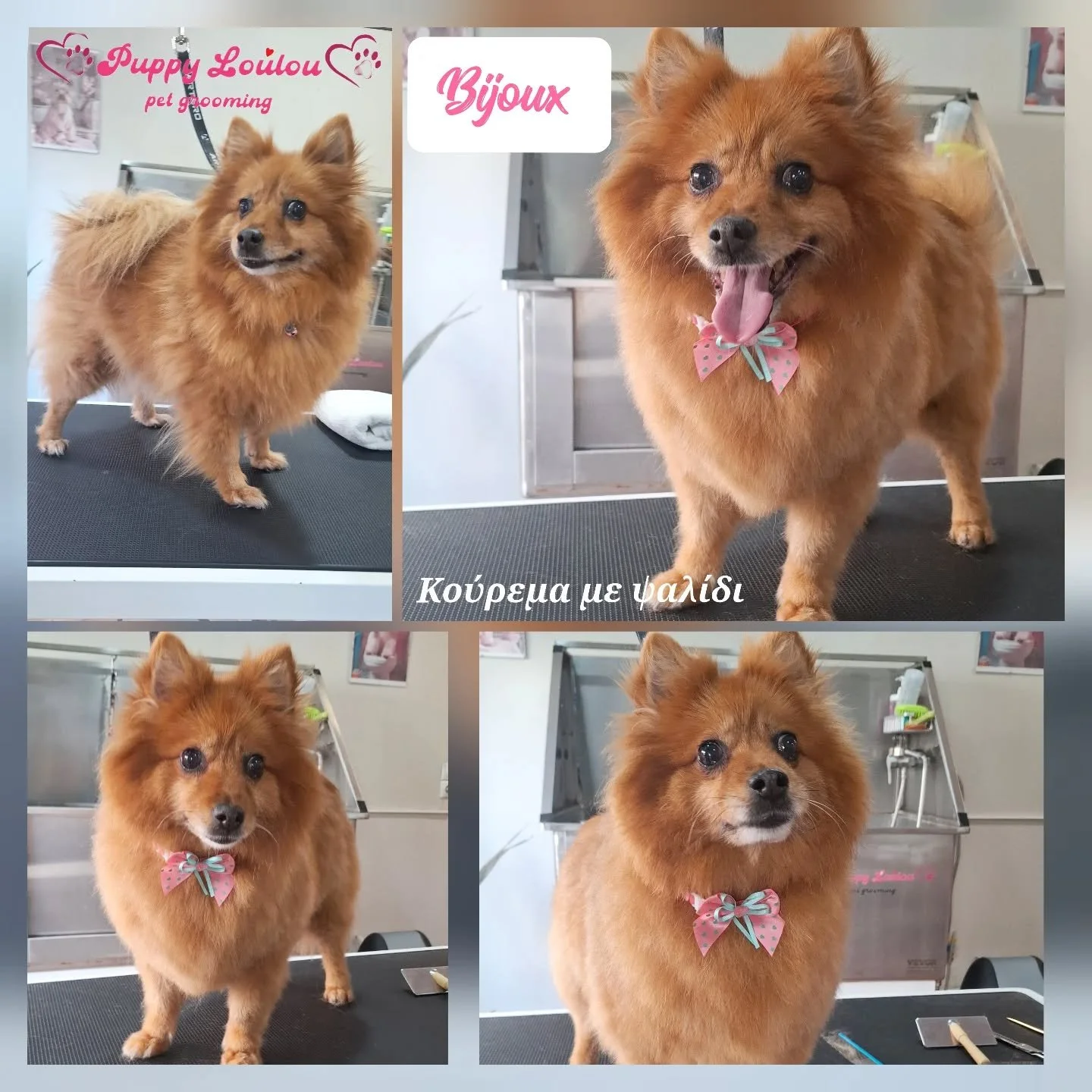 Collage of four photos of a small, fluffy, reddish-brown dog with a pink bow tie at a pet grooming salon. The photos show the dog before, during, and after grooming, with the salon's branding and contact information visible in the background.