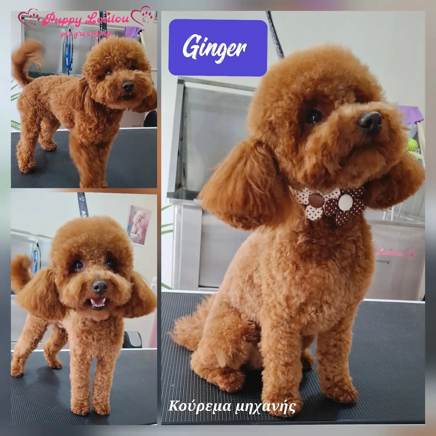 Collage of a small brown poodle dog at a grooming salon. The dog has curly fur, floppy ears, and a cute expression. The collage includes a close-up of the dog with a bow tie collar, and two other full-body photos showing the dog standing on a grooming table. Text in the image includes 'Ginger' and Greek text that translates to 'Grooming session'.