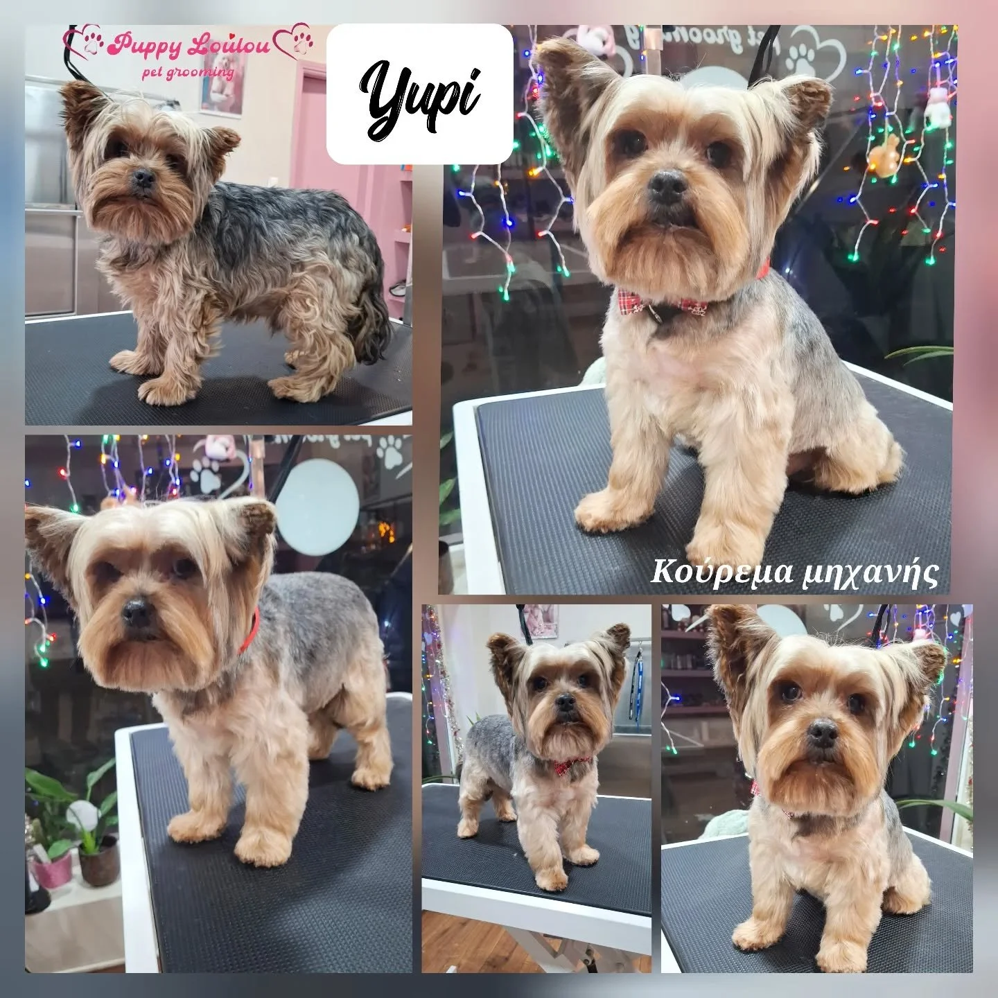 Collage of five photos of a small Yorkshire Terrier at a pet grooming salon. The dog has a fresh haircut, with the top photo showing the dog from its side, the middle right and lower right photos showing the dog sitting on grooming tables, and the bottom left and middle left photos from a front view. The background includes colorful string lights and the salon's logo. Text in Greek mentions the dog is a "clipper haircut."