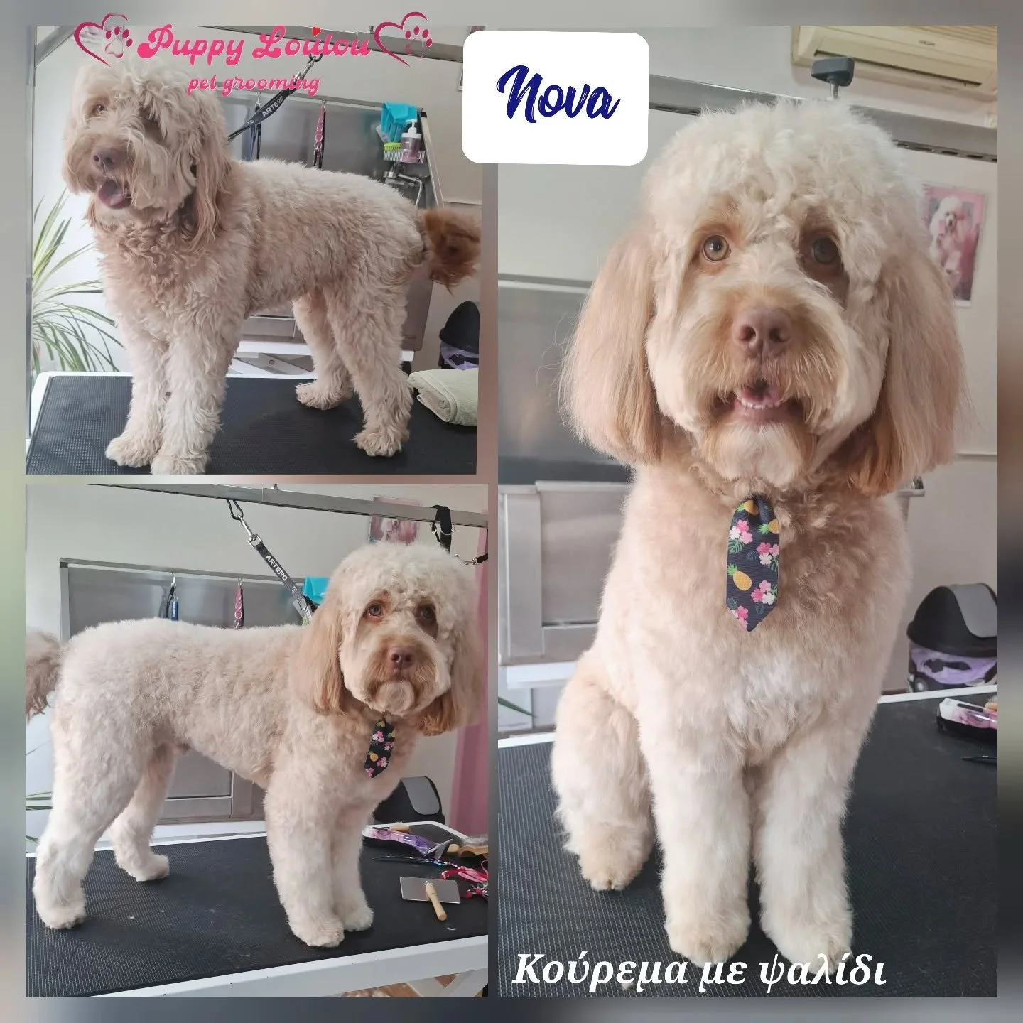 Collage of three pictures of a curly, cream-colored dog named Nova at a pet grooming salon, with Greek text that translates to "cute with a tie." The dog has a fluffy coat, long ears, and wears a colorful floral tie. In the first picture, Nova is standing on a grooming table; in the second, on a wider shot, Nova is facing forward after grooming; and in the third, Nova has a slightly serious expression.