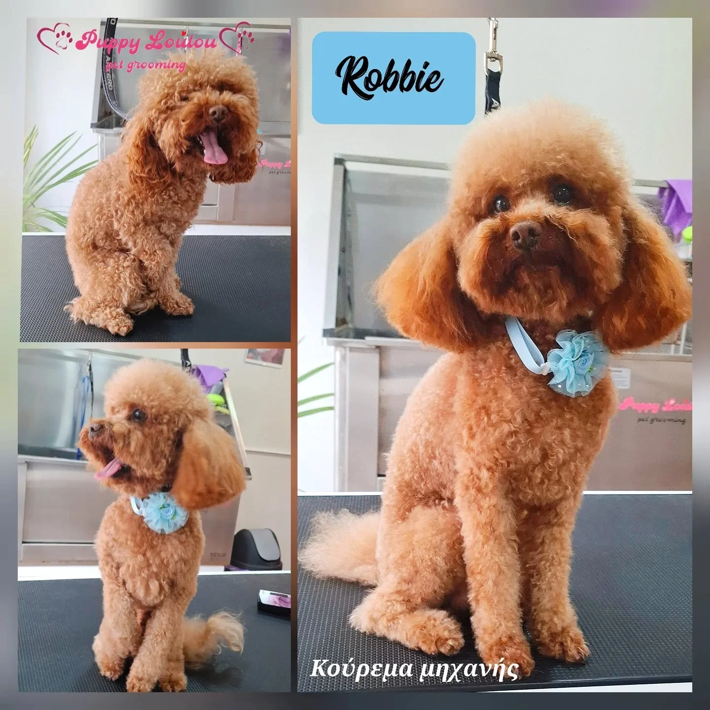Collage of three photos of a brown poodle at a pet grooming salon named Robbie, with pink and blue text and decorative elements. The dog is shown sitting, standing, and looking to the side, wearing a blue collar with a flower accessory.