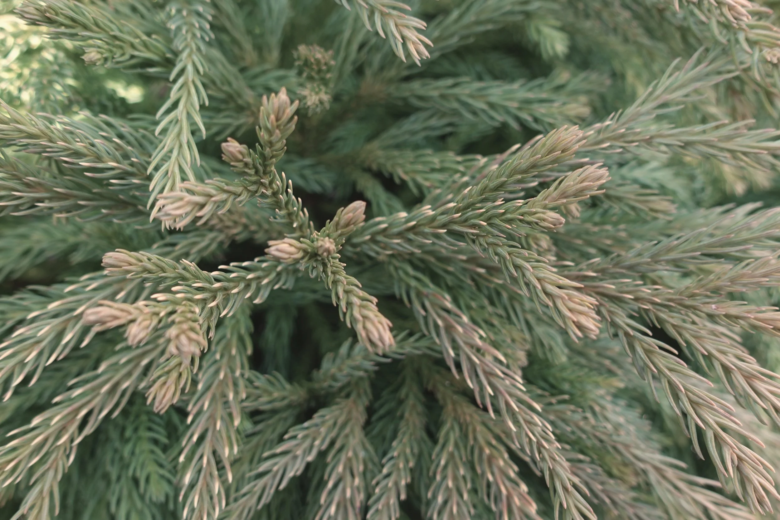 Close-up of pine tree branches with green needles.