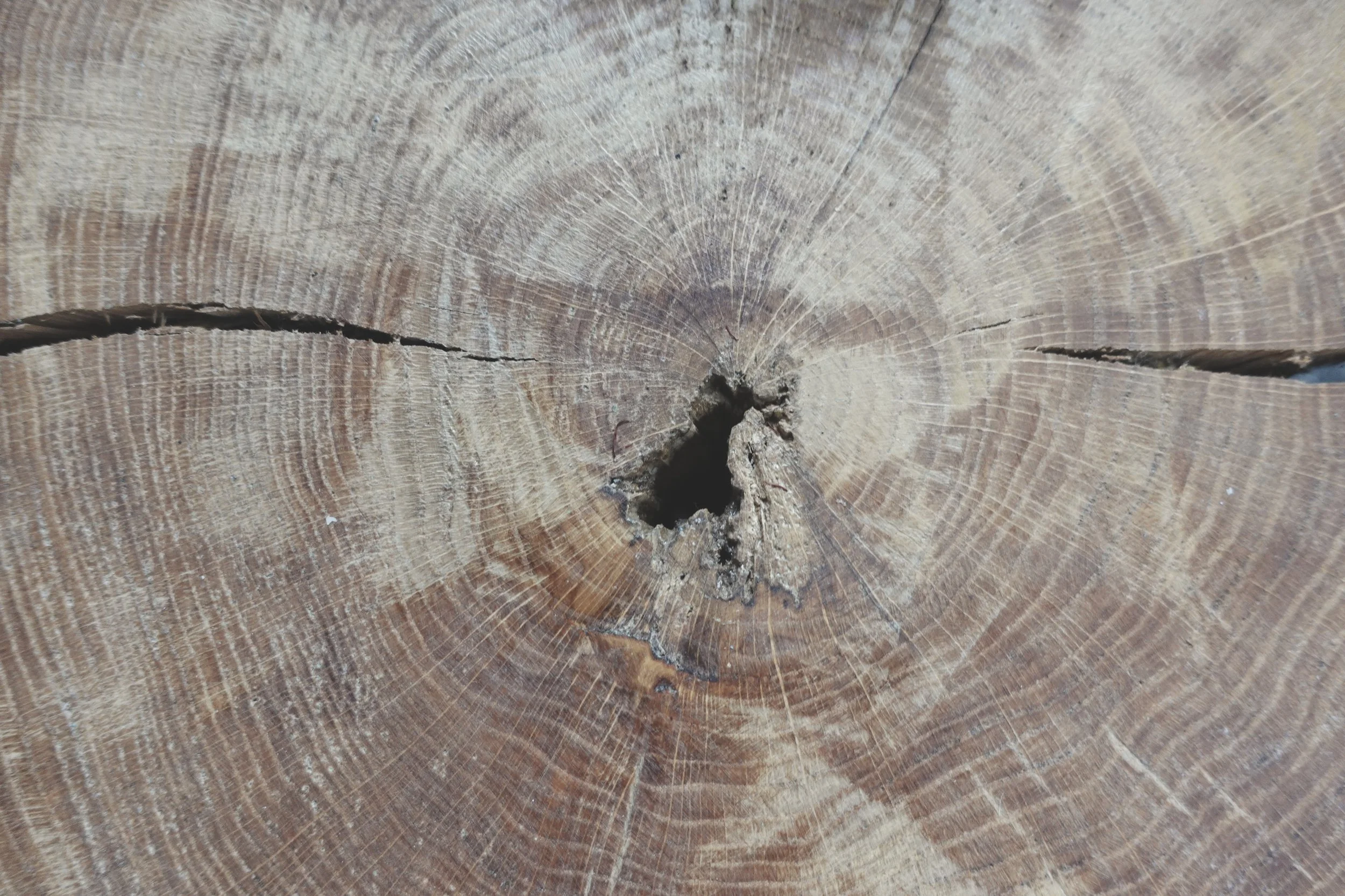 Close-up of a tree trunk cross-section showing wood rings and a central hole.