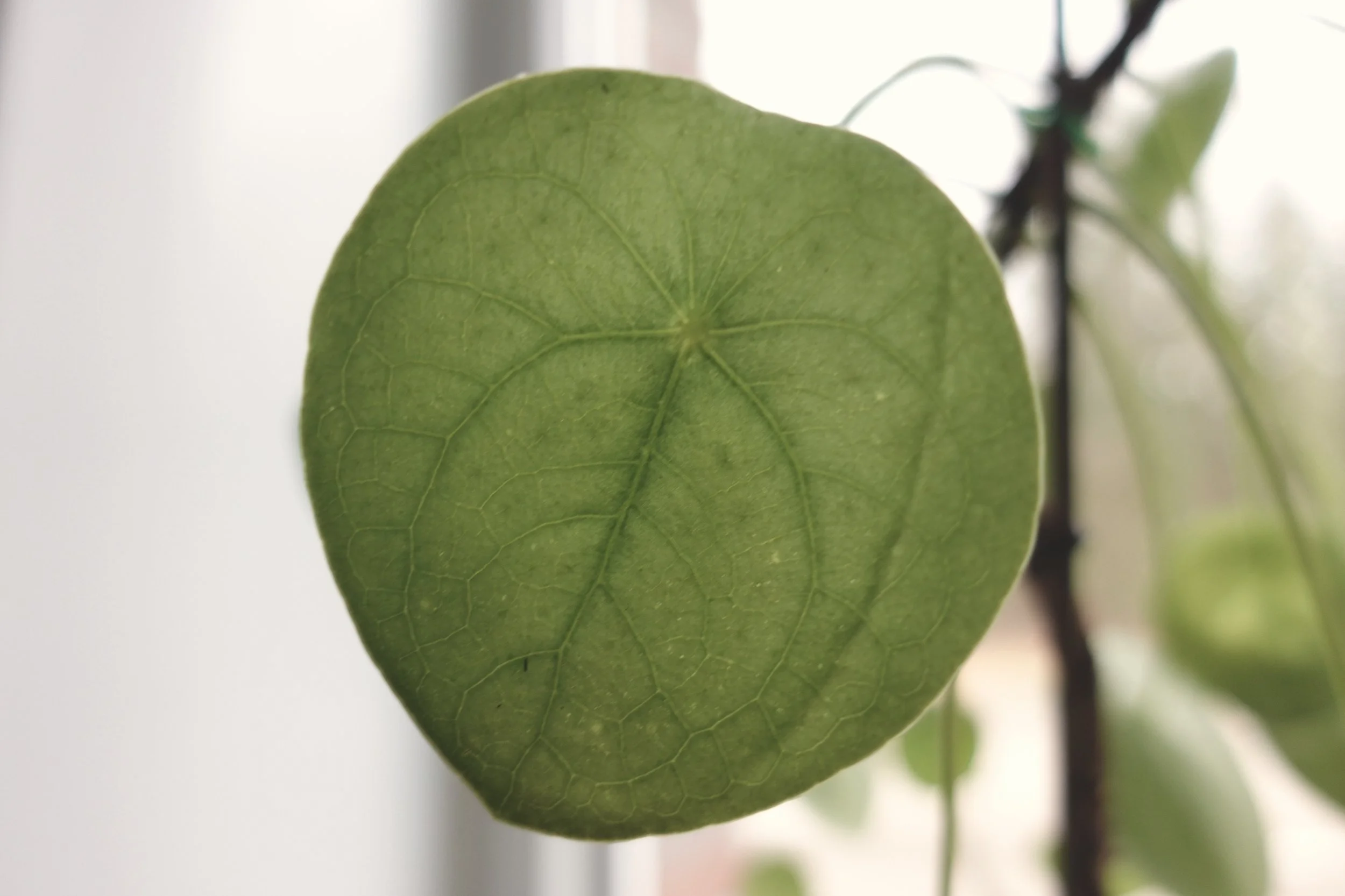 Close-up of a green heart-shaped leaf with visible veins, hanging from a plant indoors.