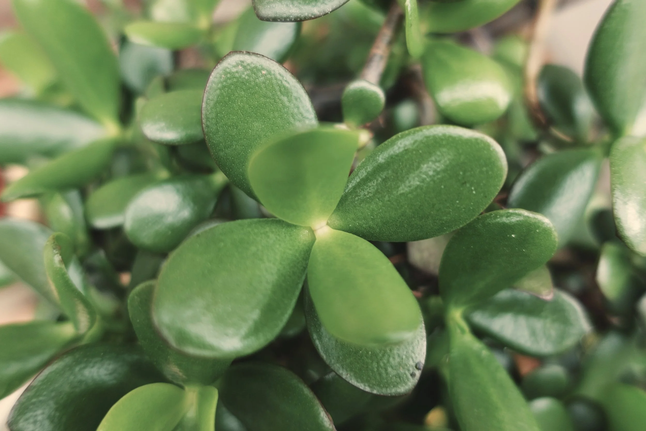 Close-up of green succulent plant leaves with a smooth, fleshy texture.