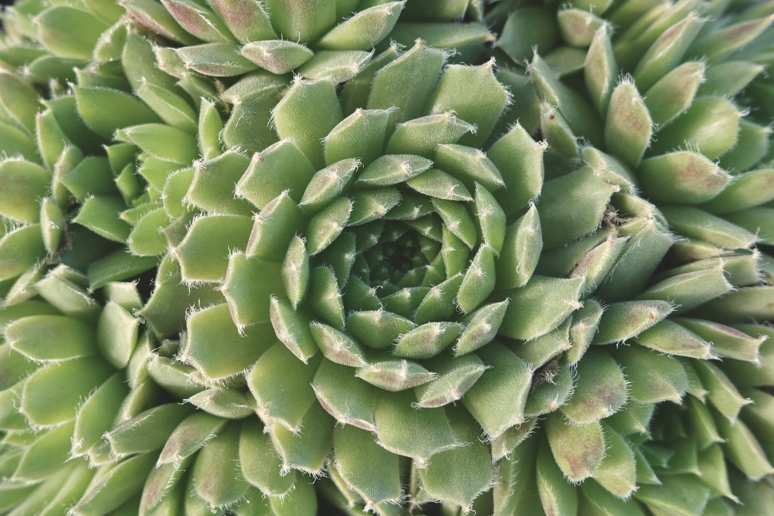 Close-up of a green succulent plant with rosette formation and pointed leaves.