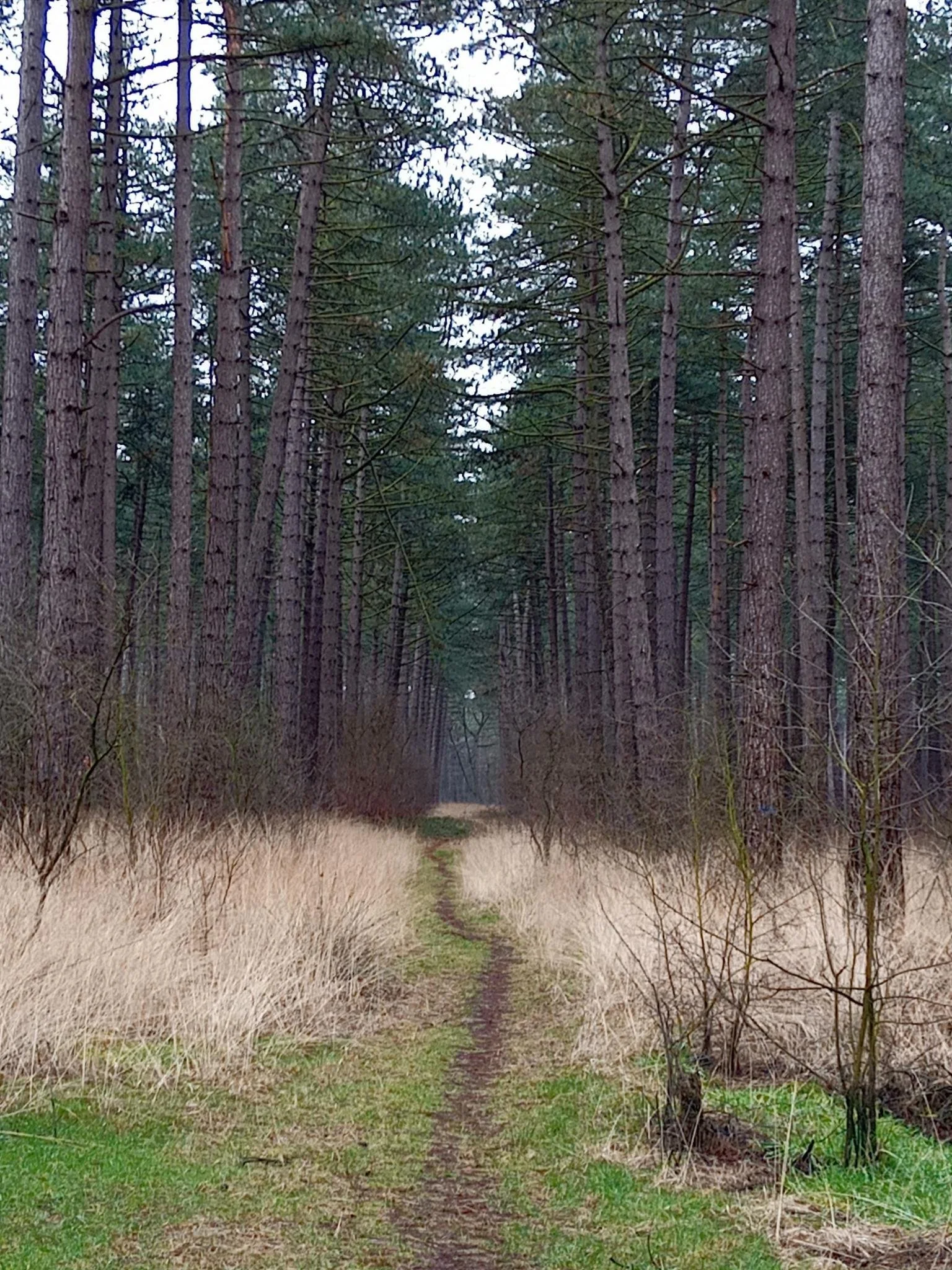Een smal bospad door een verstild dennenbos, dat zich perfect leent voor vertraging, opladen en tot rust komen.