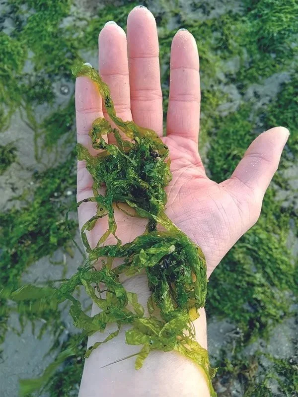 Een open hand gevuld met groen zeewier, op het strand, tijdens een belevingsdag van Making Love With Nature