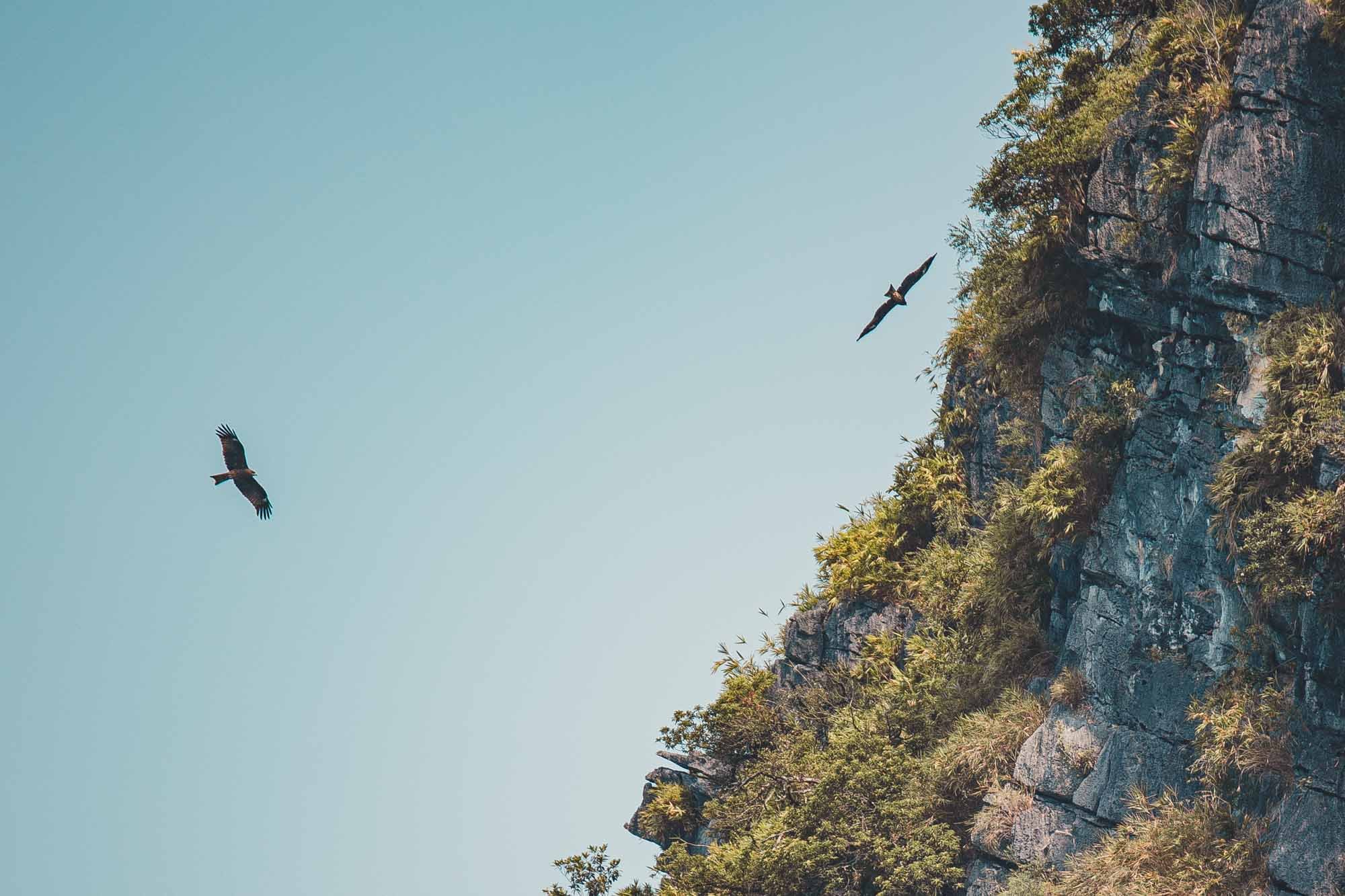 Two birds flying near a rocky cliff with green vegetation under a clear blue sky.