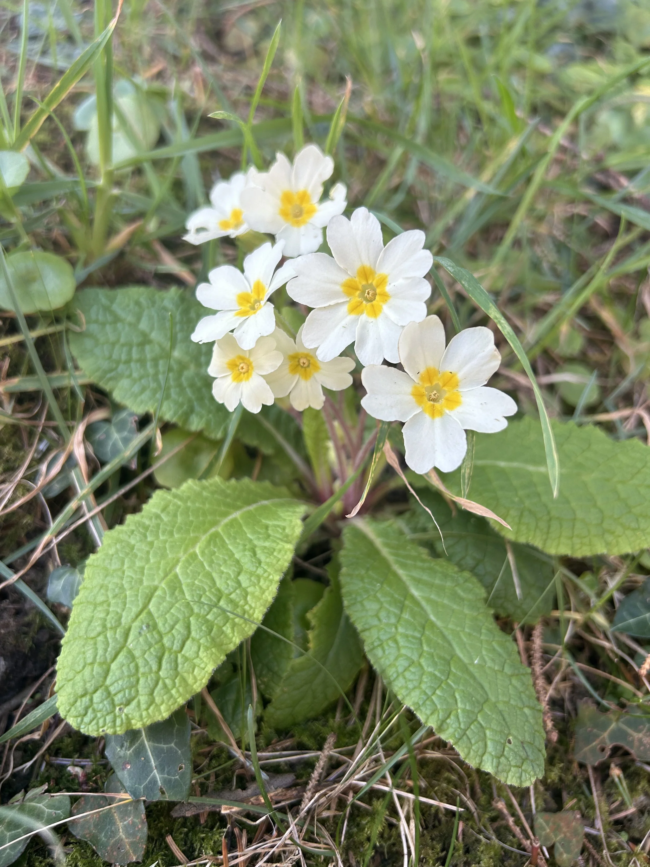 Rituals to embrace this Spring