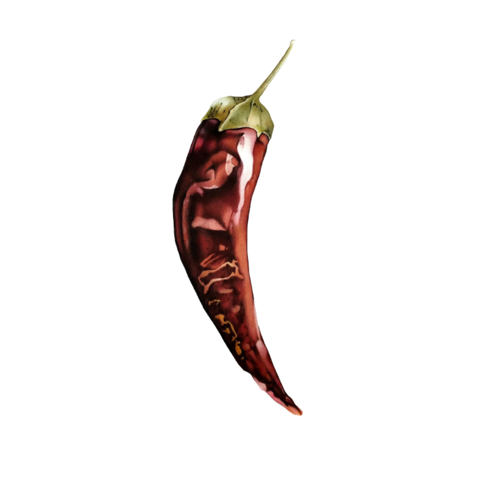 Illustration of a curved red chili pepper