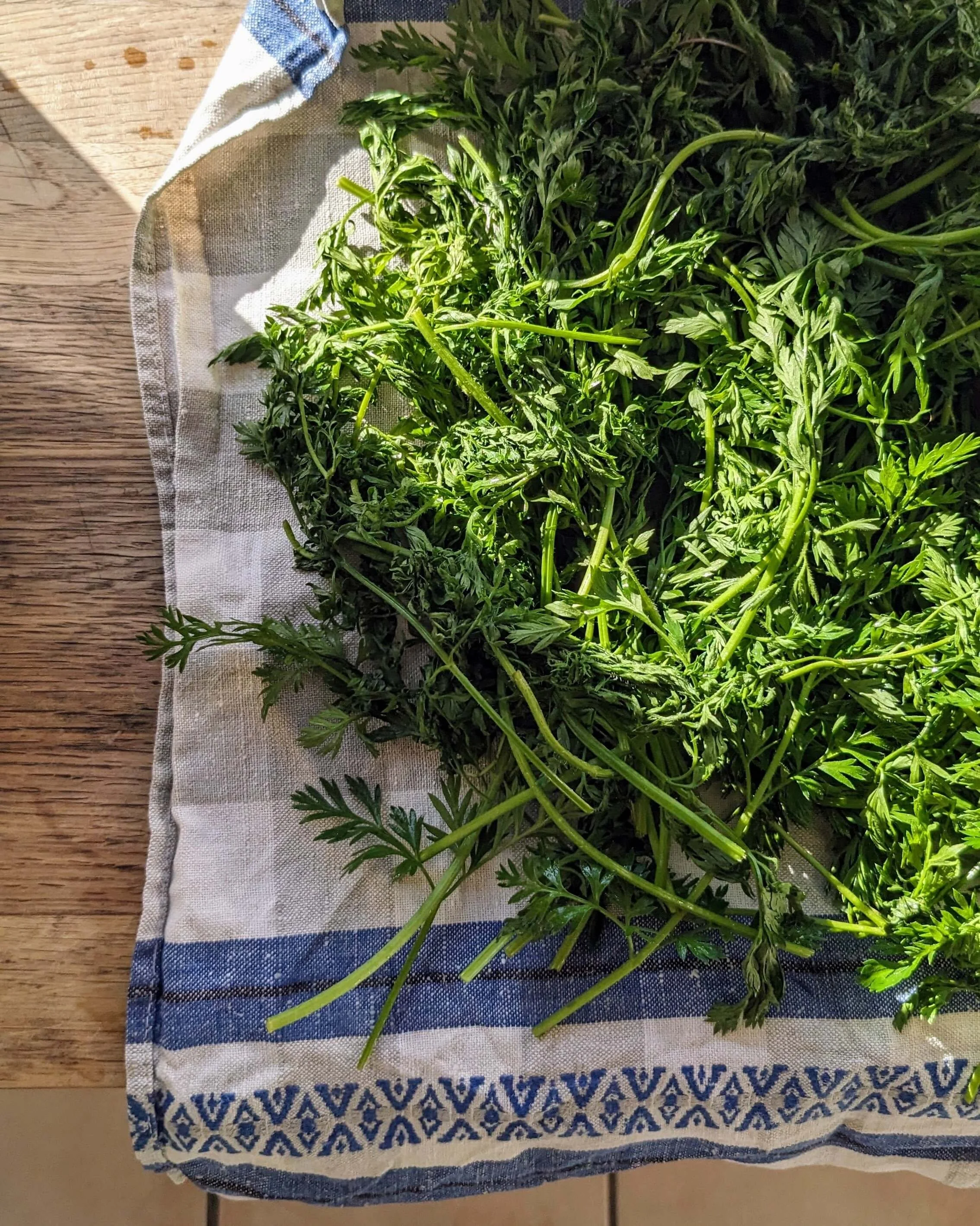 Fanes de carottes fraîches posées sur un torchon à la lumière naturelle, symbole de la cuisine anti-gaspillage.