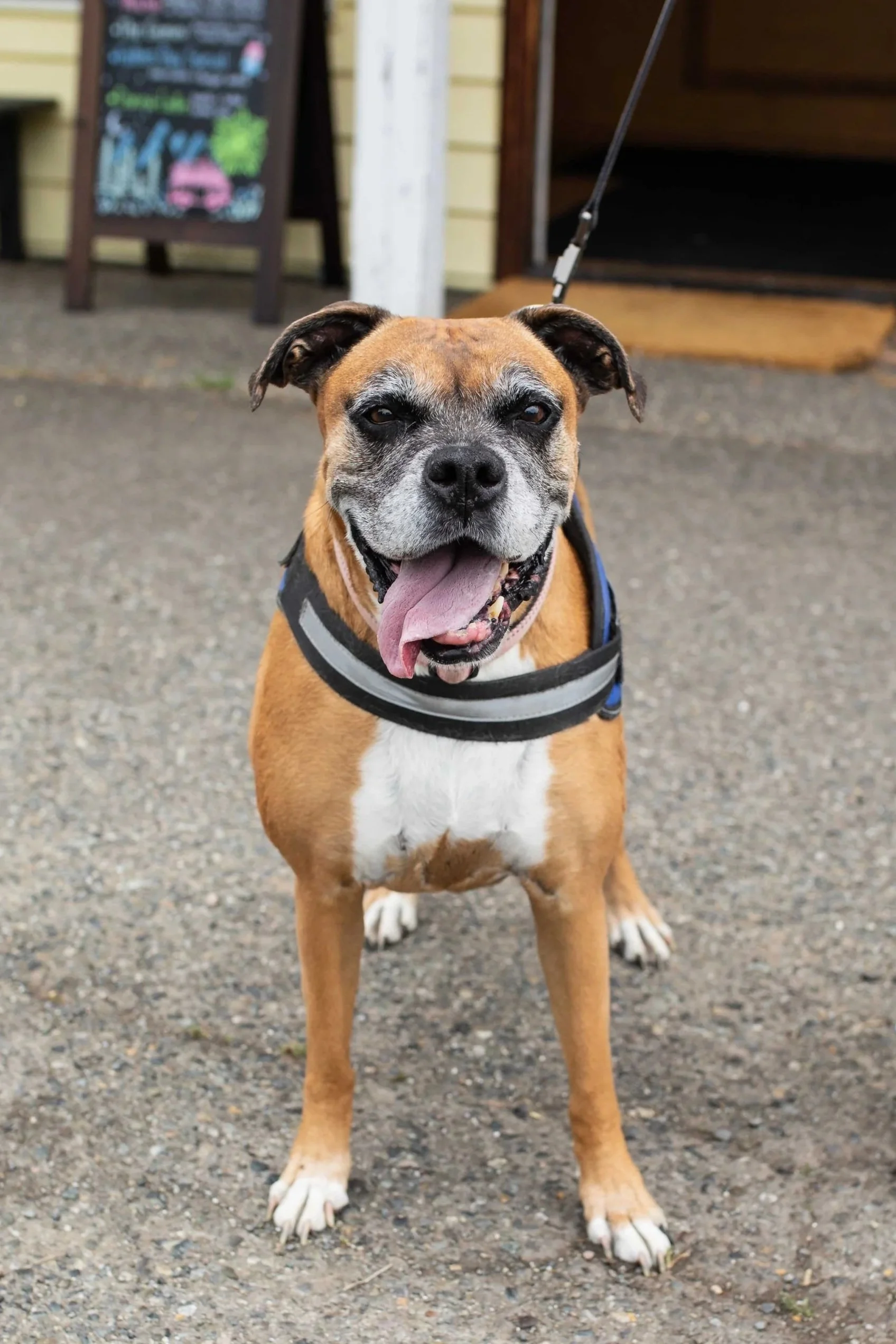 A happy brown and white dog with a black harness, sticking out its tongue, standing on a gravel surface outside a building. In the background, there is a blurry chalkboard sign and a wooden door.