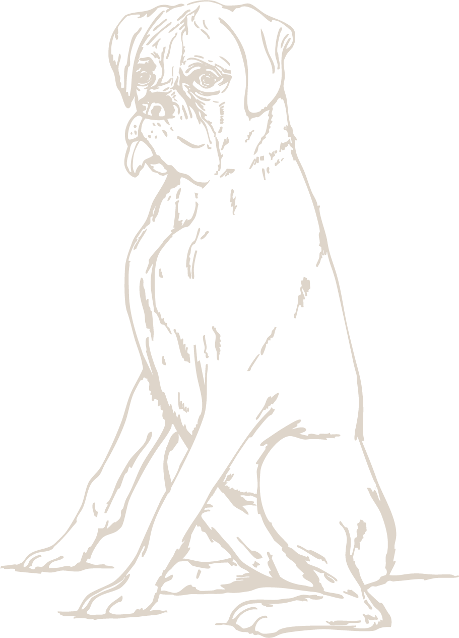 Black and white illustration of a sitting Boxer dog with a serious expression.