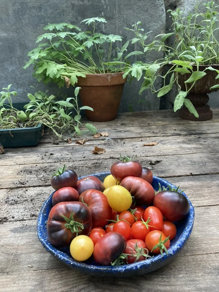Een blauwe schaal met verschillende soorten tomaten op een houten tafel, op de achtergrond groene plantjes in potten.