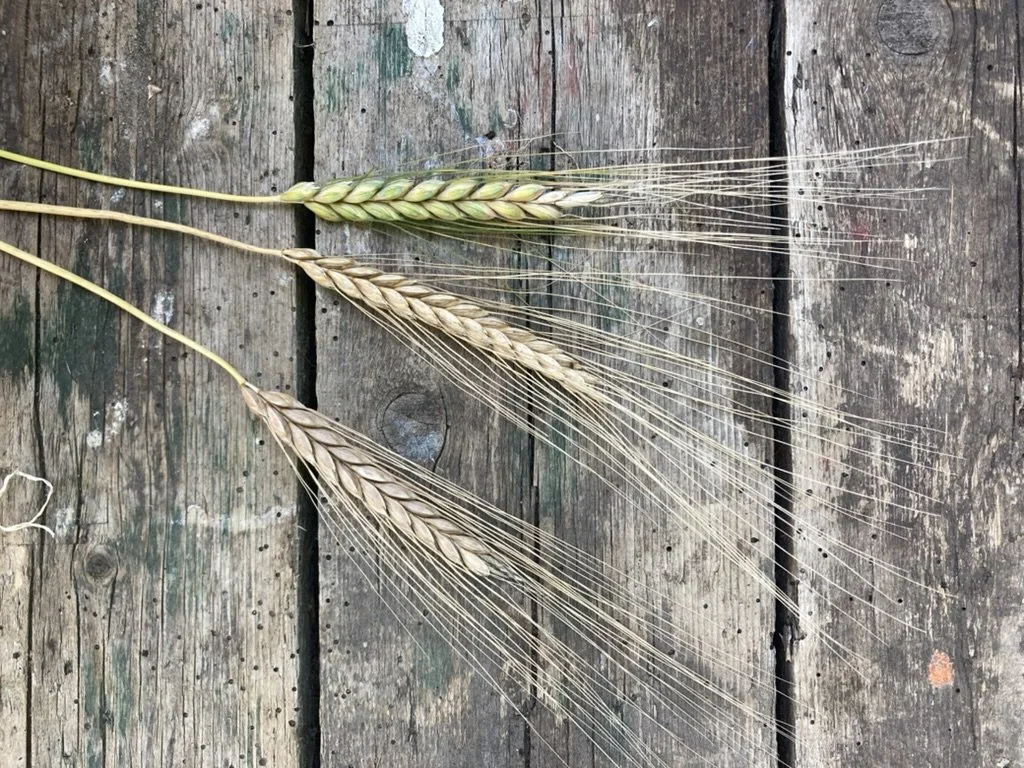 Drie gerstaren, een groene en twee blonde, liggen op een oude houten tafel.