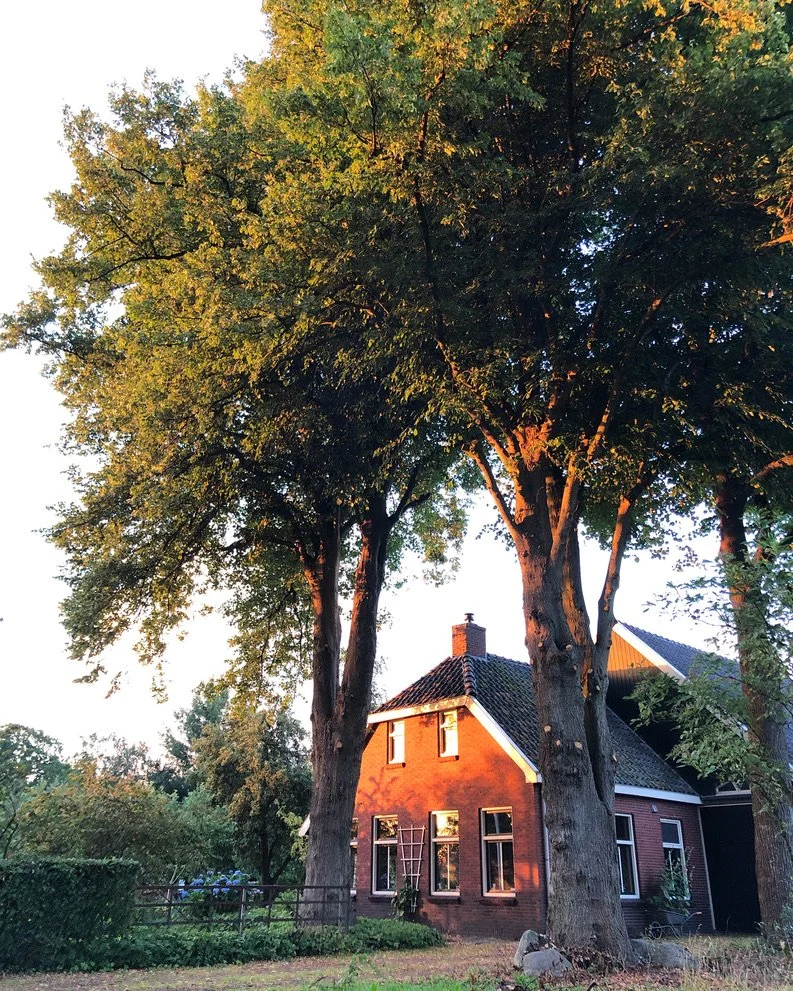 Een huis met een rode bakstenen muur, omgeven door grote groene bomen, onder een heldere blauwe lucht.