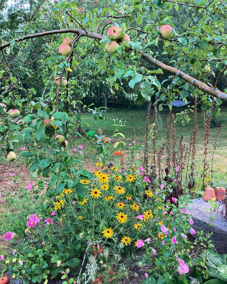 Boom met jonge appels boven een bloementuin met gele en roze bloemen en een grasveld op de achtergrond.