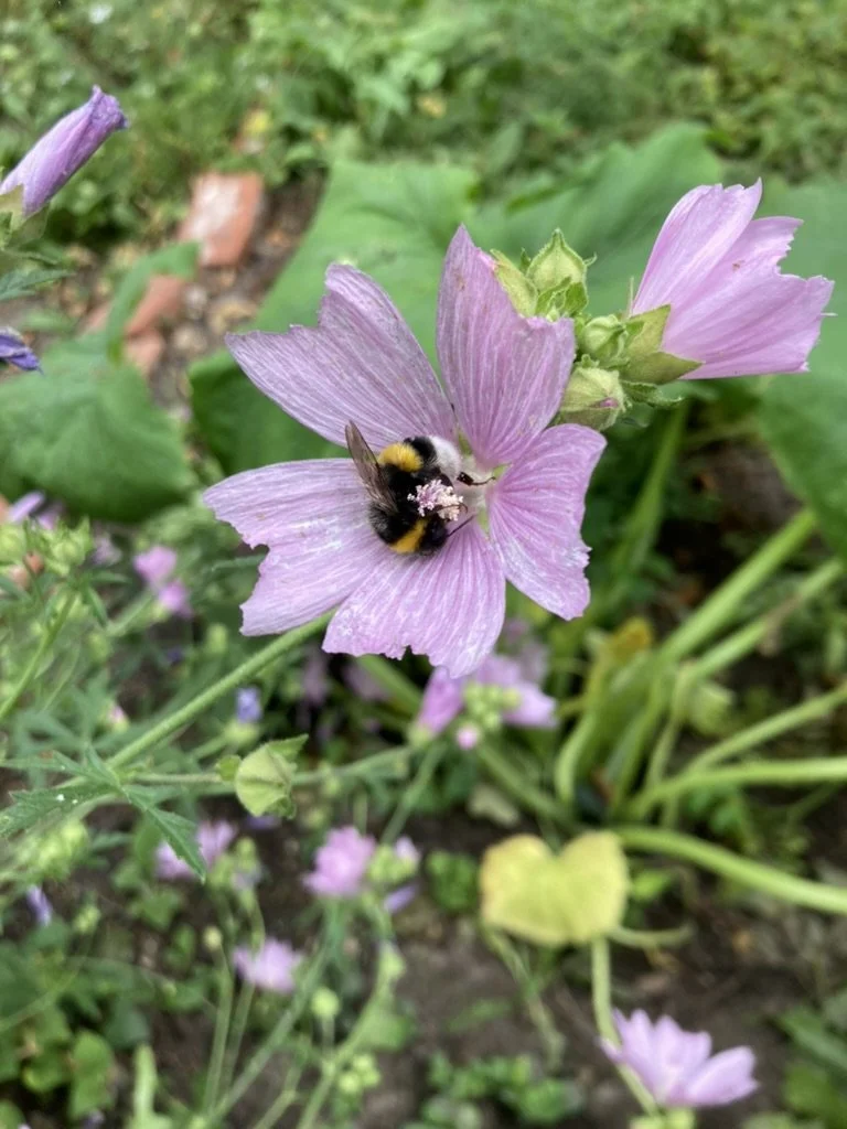 Een bij zit op een lichtpaarse bloem in een tuin, omgeven door groen blad en andere bloemen.